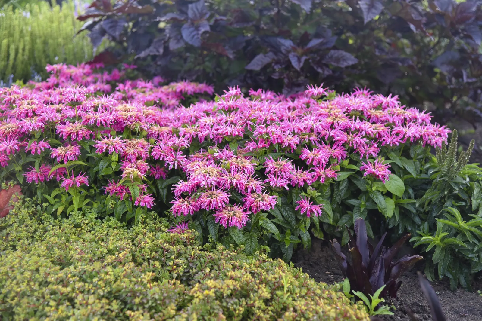 'Leading Lady Pink' Bee Balm (Monarda hybrid) — The Monarda hybrid 'Leading Lady Pink' is a compact bee balm with bright pink