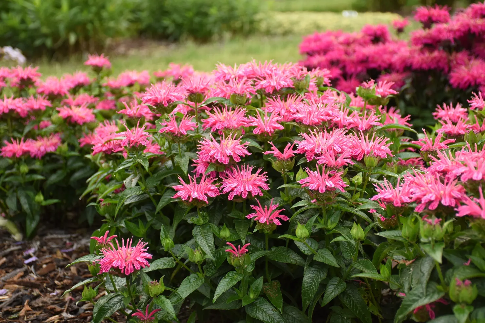 'Leading Lady Pink' Bee Balm (Monarda hybrid) — fragrant early-summer flowers over fresh green foliage