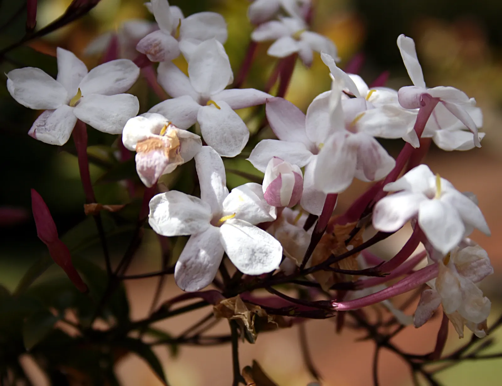 Pink Jasmine (Jasminum Polyanthum) — with an increase in hydration during the blooming period; pinnate leaves and striking, image 74