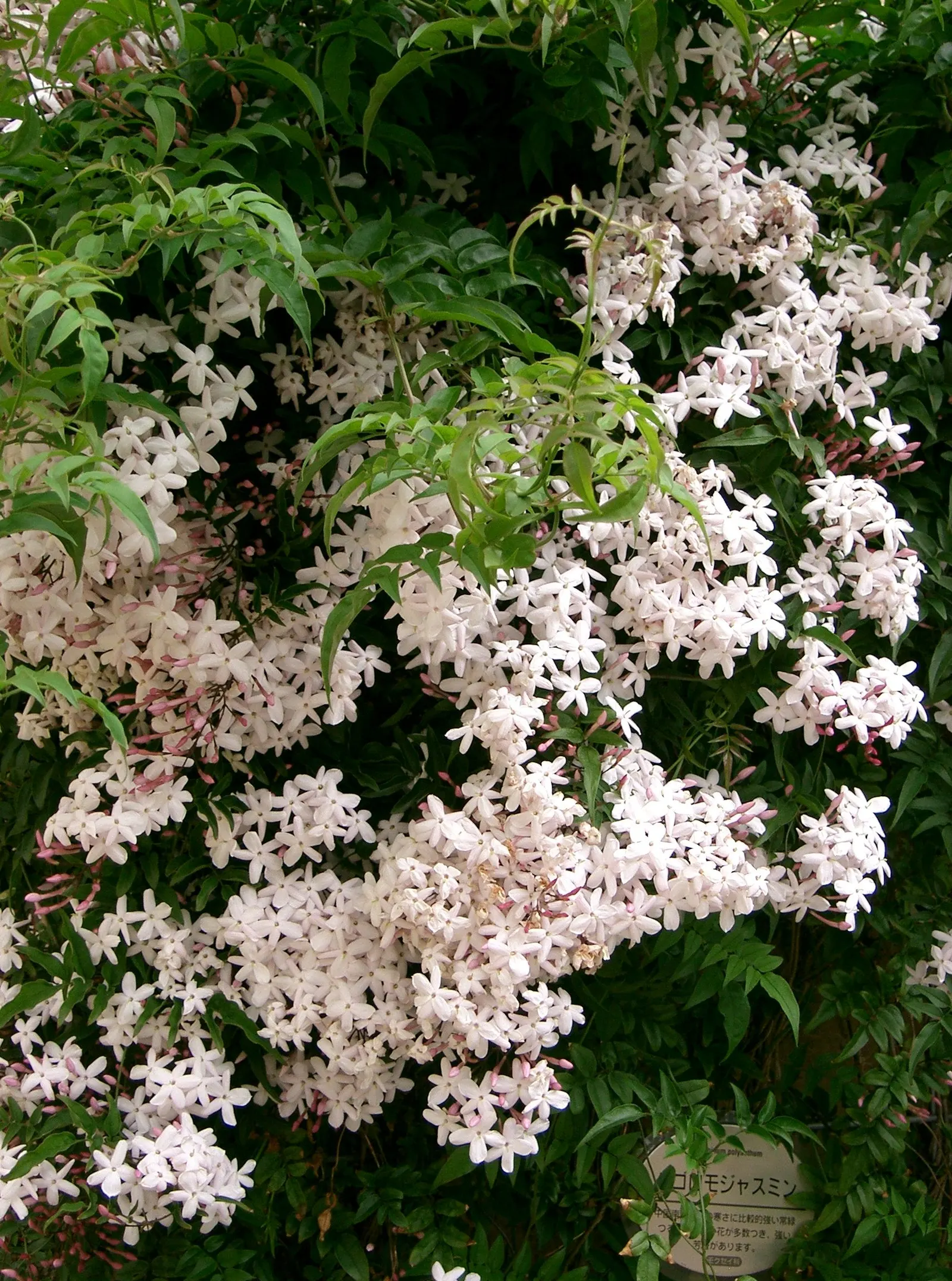 Pink Jasmine (Jasminum Polyanthum) — Pink Jasmine performs best in full sun to partial shade; tinged with a delicate pink