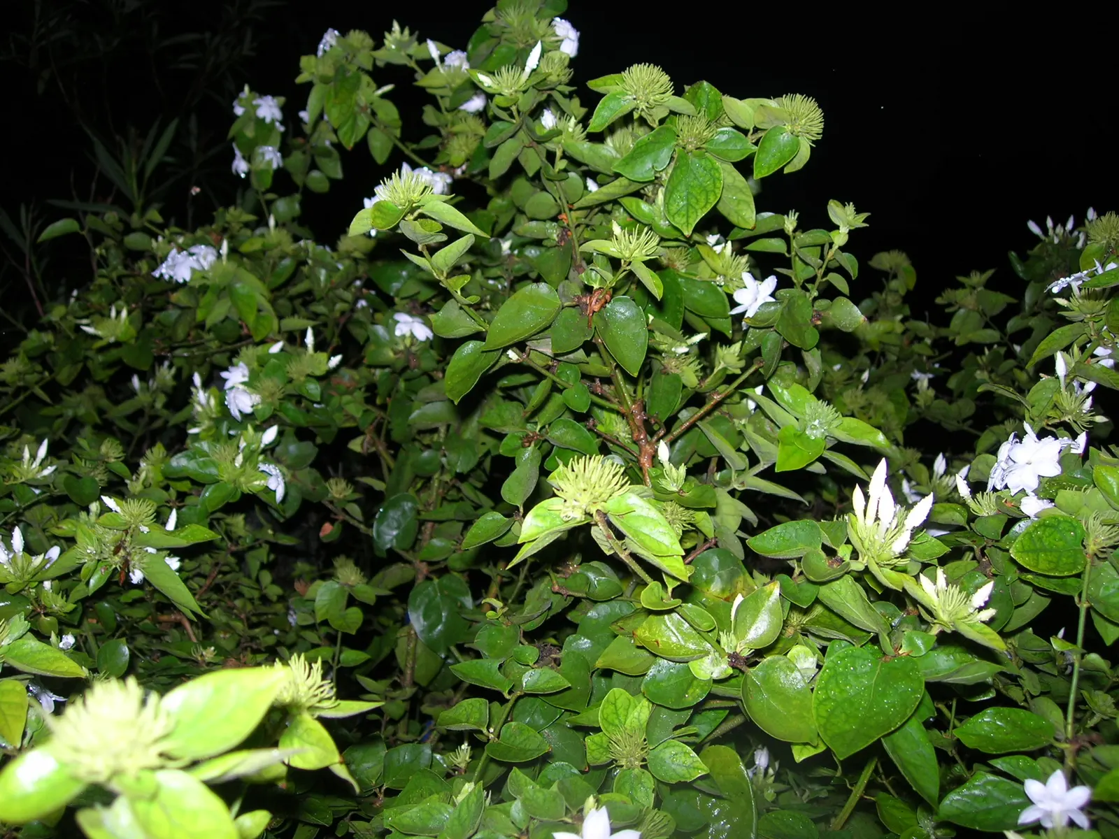 Pink Jasmine (Jasminum Polyanthum) — Ideal for trellises or walls, it can reach lengths of 15-20 feet, image 59
