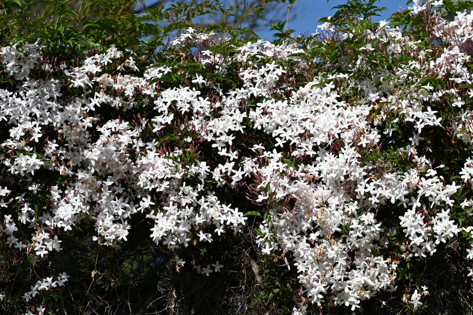 Pink Jasmine (Jasminum Polyanthum) — highly fragrant pink-tinged white flowers; pink Jasmine performs best in full sun to partial shade