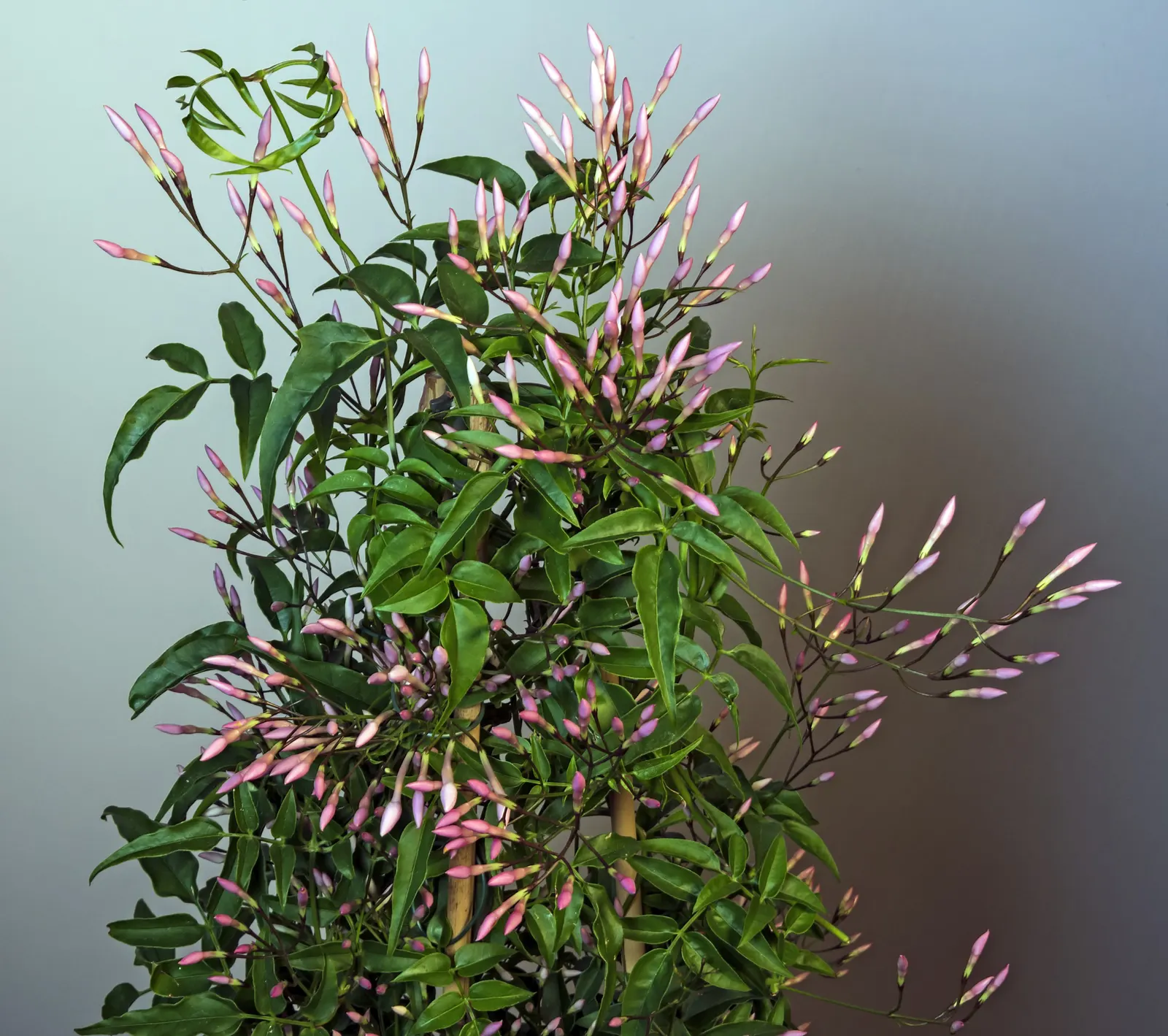 Pink Jasmine (Jasminum Polyanthum) — emerge to unfurl into starry white blossoms; twining evergreen vine prized for its lush