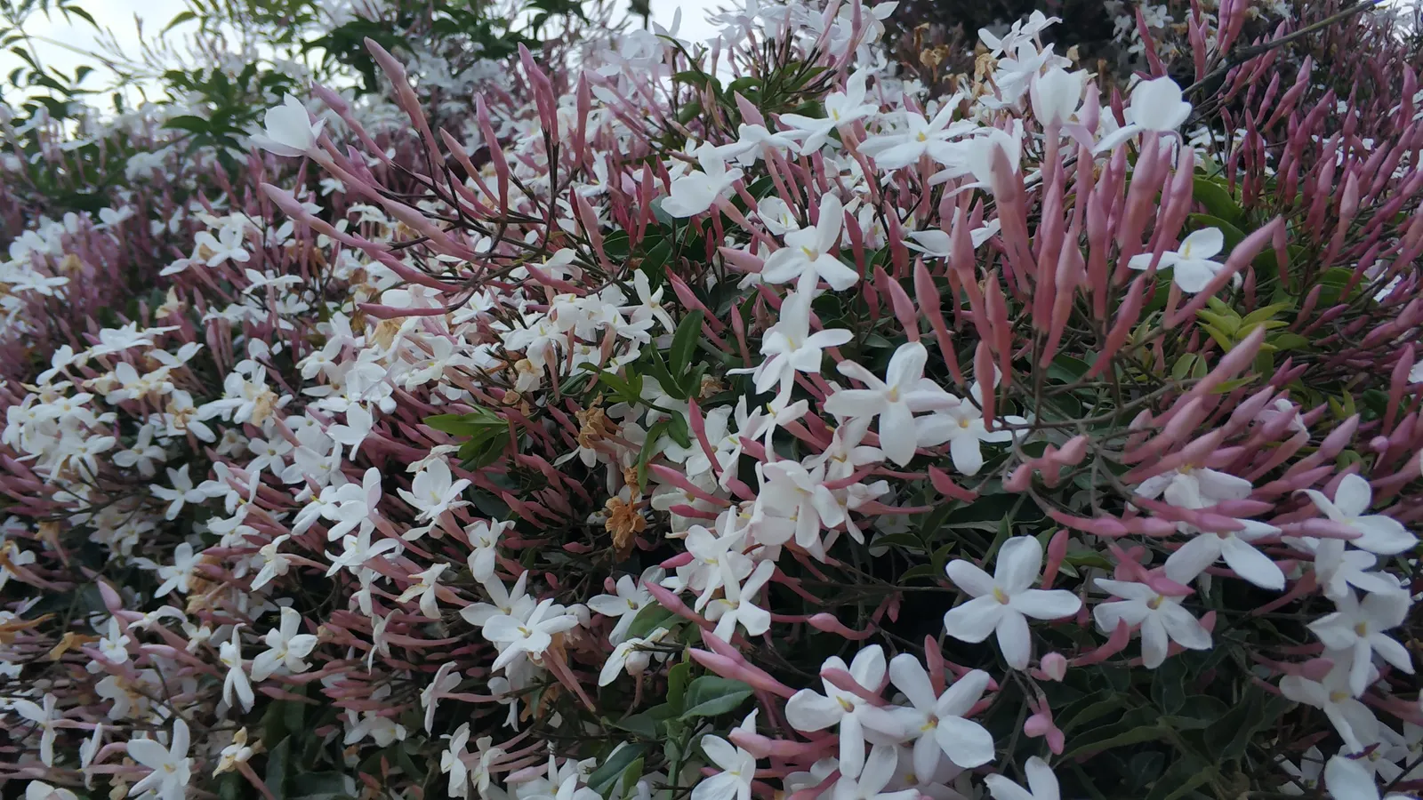 Pink Jasmine (Jasminum Polyanthum) — Blooms emerge in late winter to early spring, adding vibrant color and aroma to the landscape; or, image 60