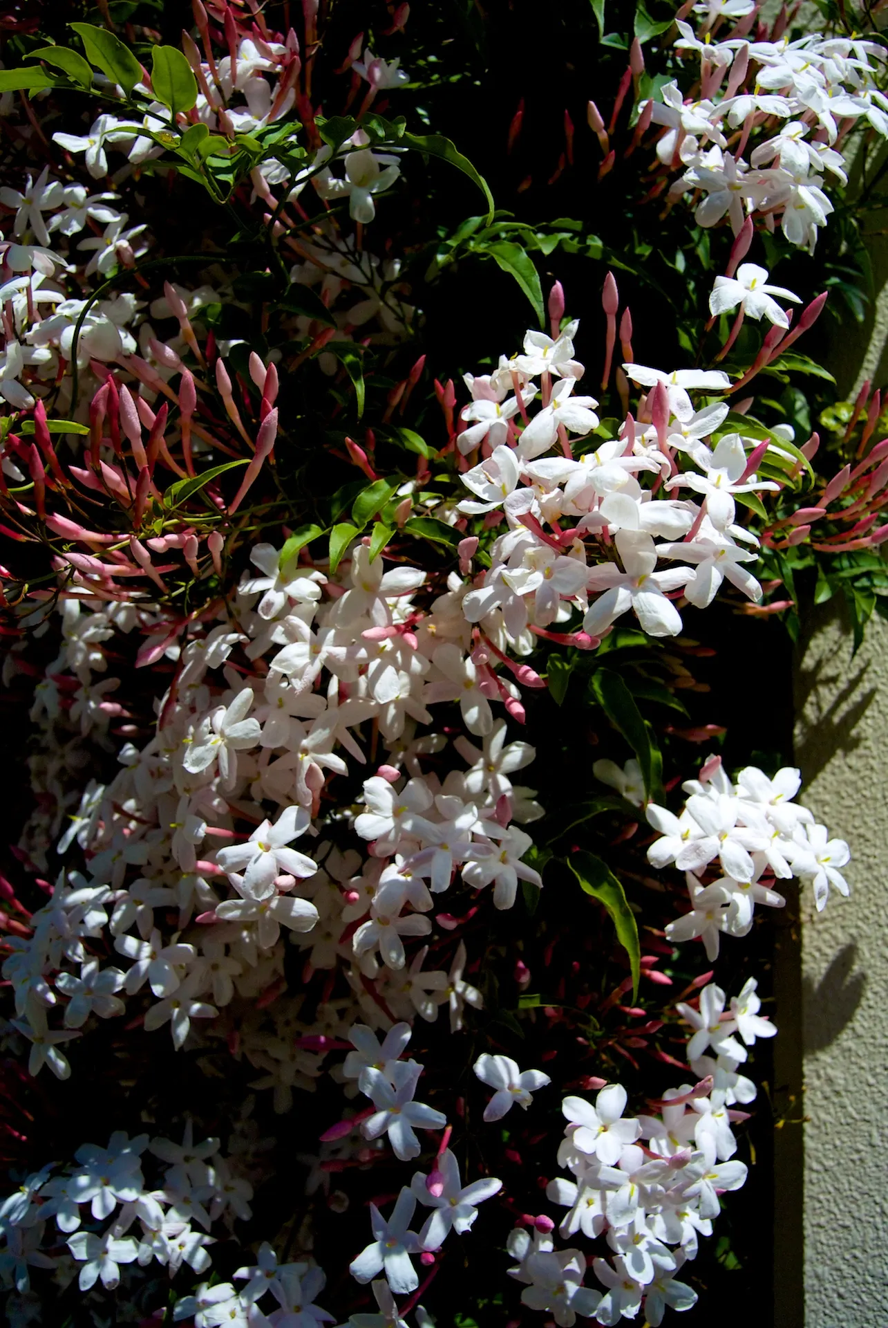 Pink Jasmine (Jasminum Polyanthum) — highly fragrant pink-tinged white flowers; pink Jasmine performs best in full sun to partial shade, image 57