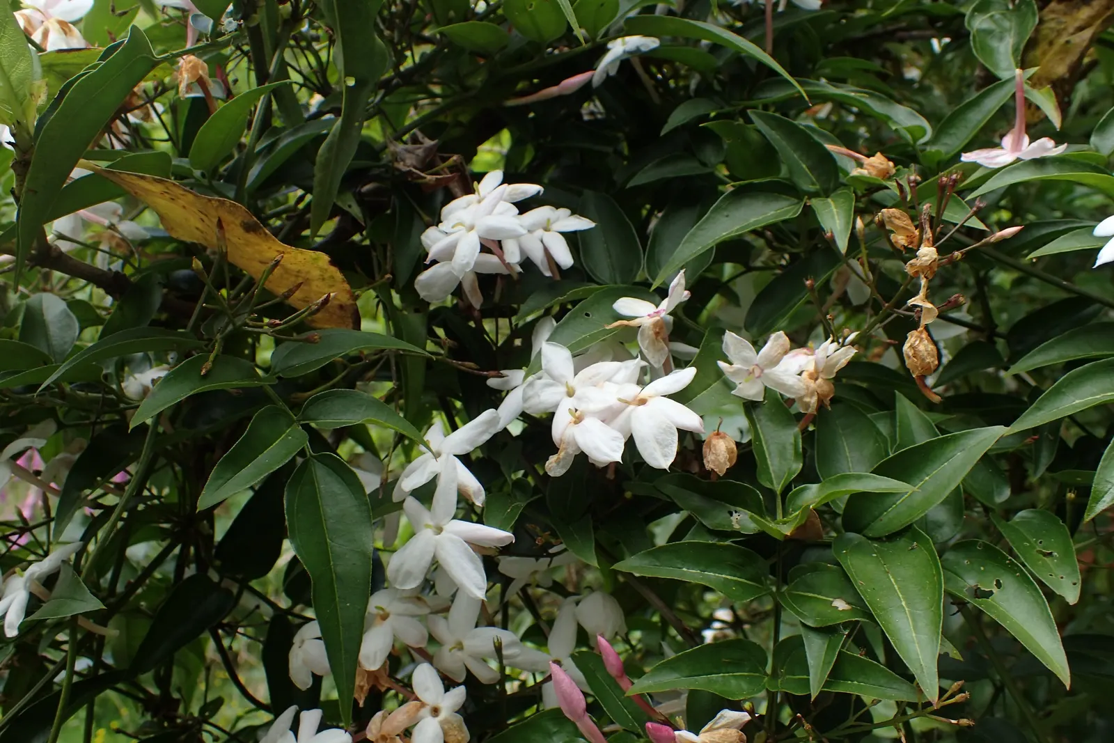 Pink Jasmine (Jasminum Polyanthum) — Blooms emerge in late winter to early spring, adding vibrant color and aroma to the landscape; or arbors.<br><br>Its