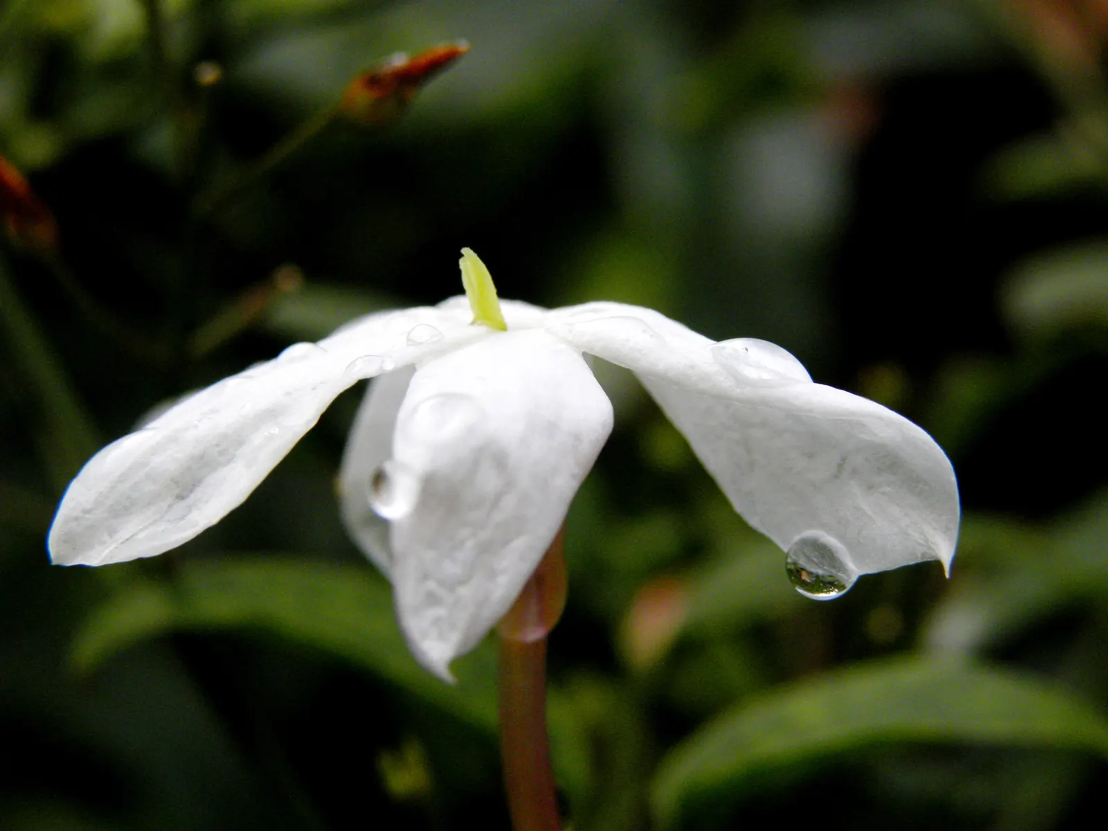Pink Jasmine (Jasminum Polyanthum) — form pinnate leaves that provide a lush backdrop year-round; commonly referred to as Pink Jasmine