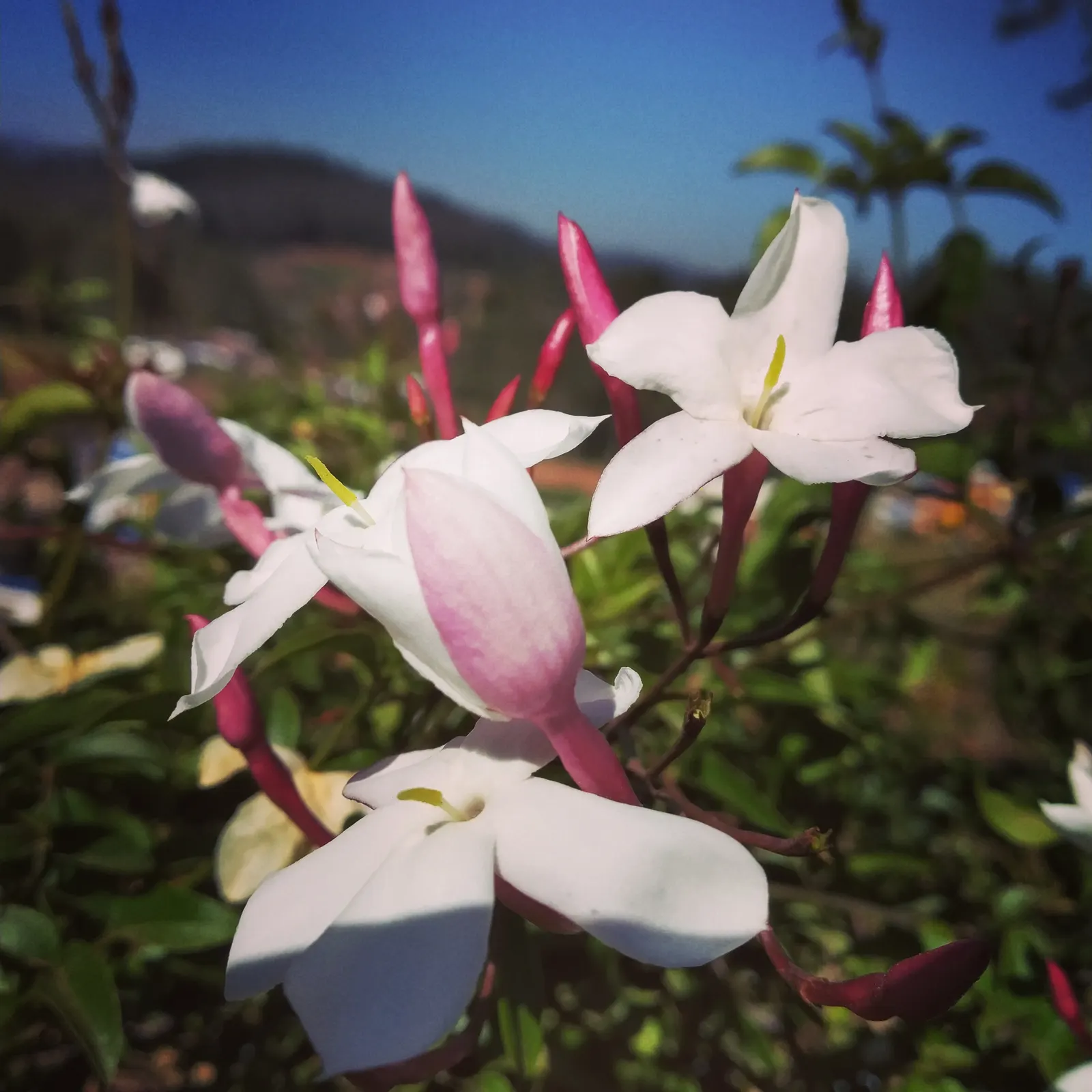 Pink Jasmine (Jasminum Polyanthum) — This evergreen climber originates from China and can reach a mature height of 20 feet with a spread of 7 feet, image 64