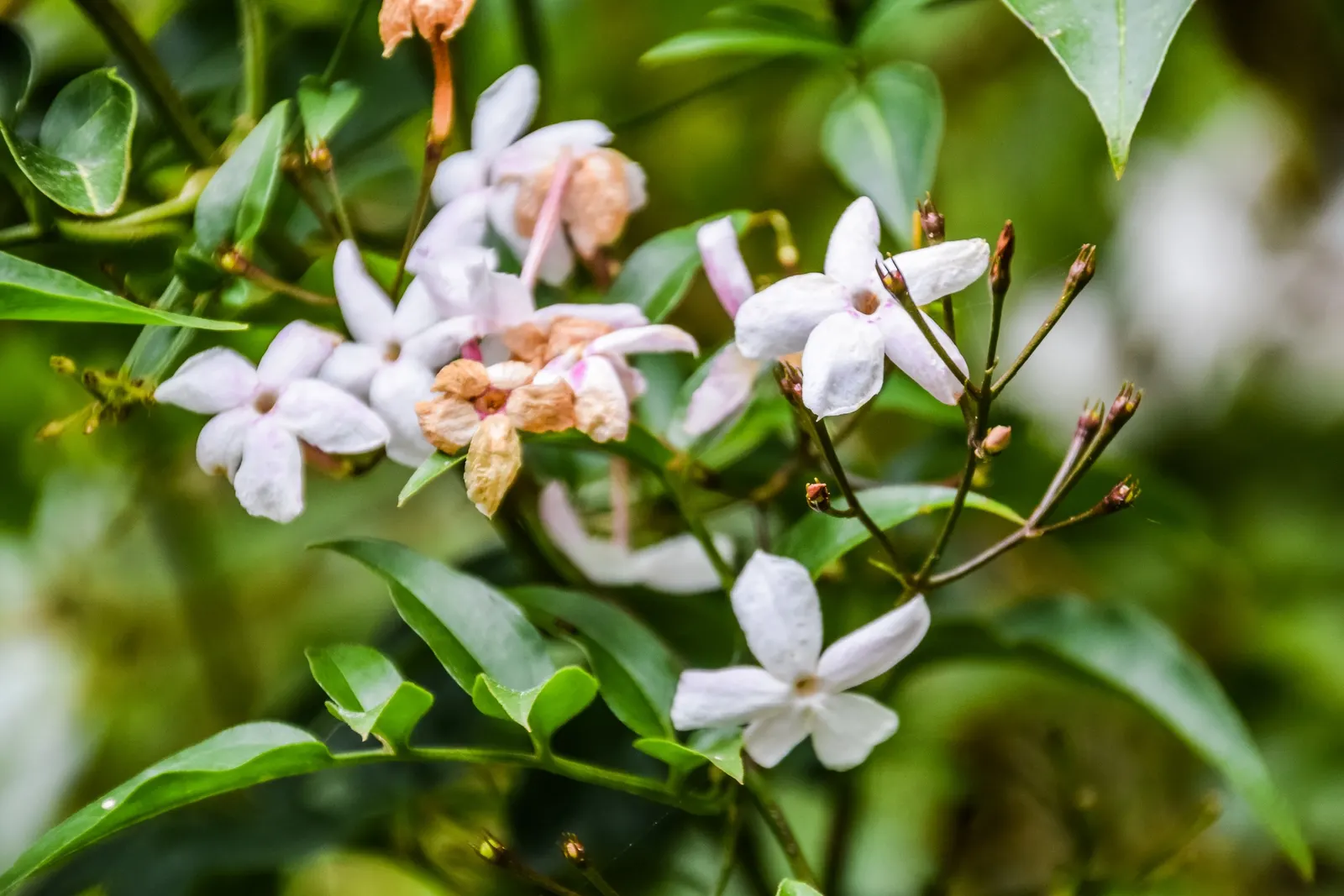 Pink Jasmine (Jasminum Polyanthum) — which grace gardens with their sweetness from late winter to spring; blooms emerge in late winter to early spring, adding