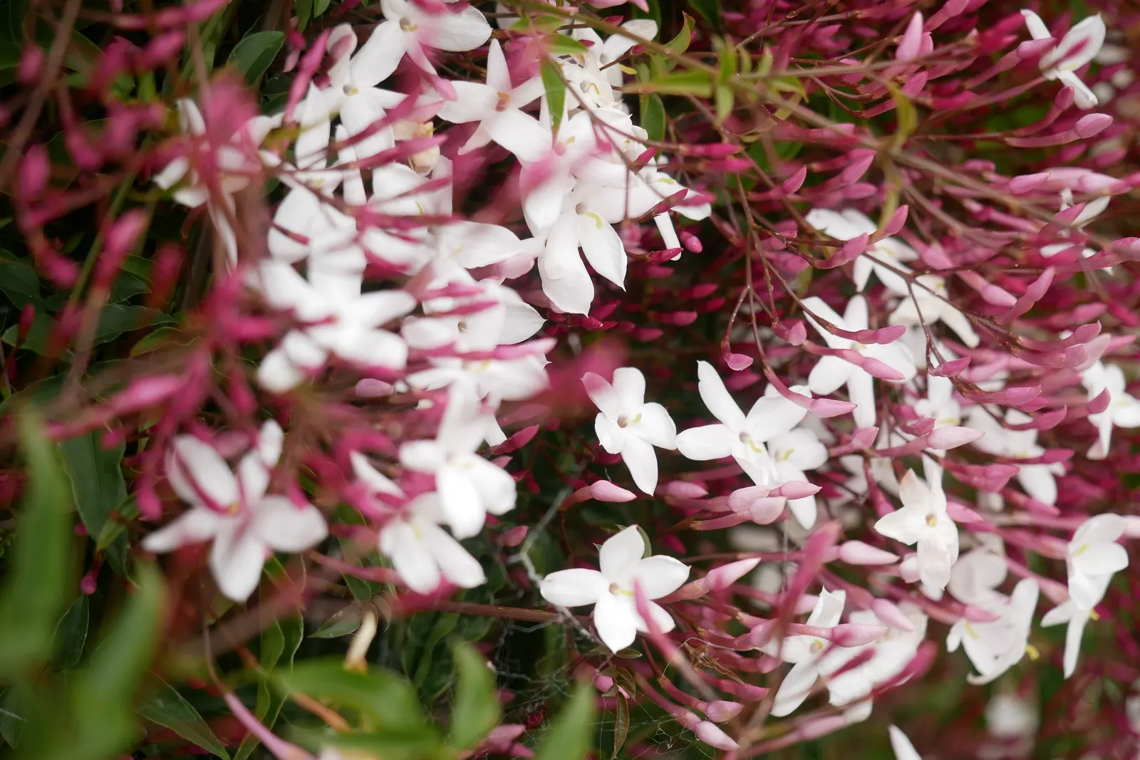 Pink Jasmine (Jasminum Polyanthum) — with an increase in hydration during the blooming period; pinnate leaves and striking