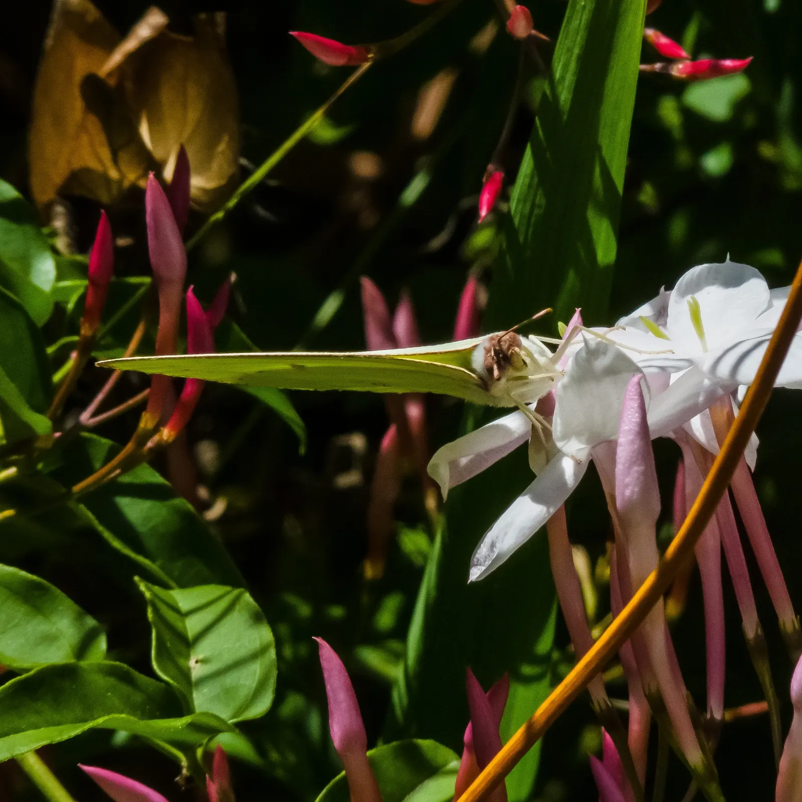 Pink Jasmine (Jasminum Polyanthum) — Be mindful to plant it in a spot with enough room to accommodate its growth; which grace gardens with their, image 75