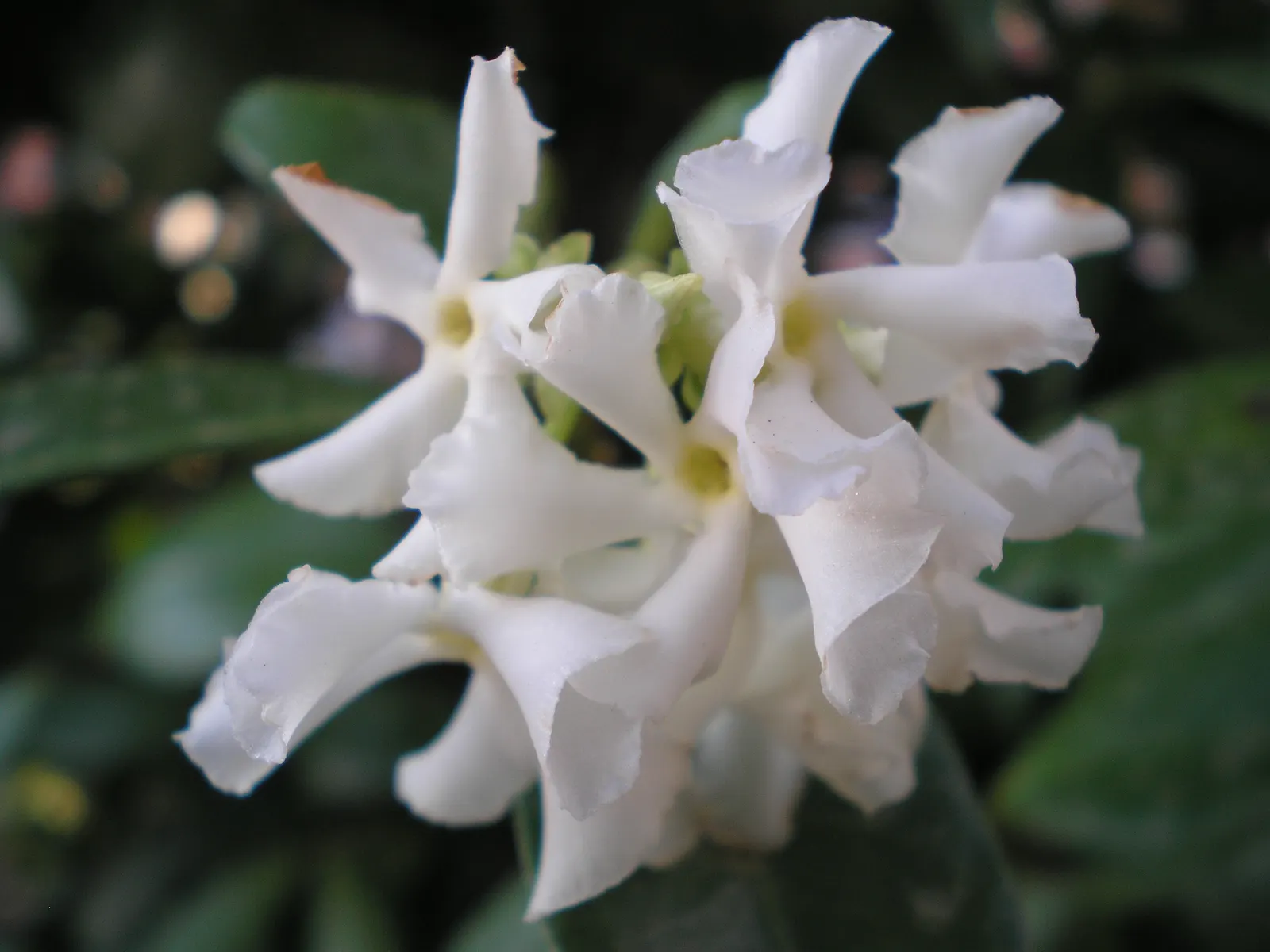 Pink Jasmine (Jasminum Polyanthum) — Regular pruning after flowering helps maintain its shape and promote vigorous growth, image 50