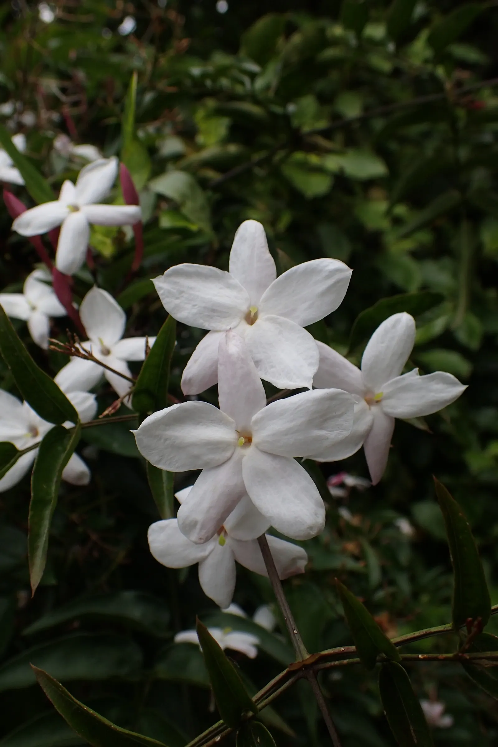 Pink Jasmine (Jasminum Polyanthum) — Ideal for trellises or walls, it can reach lengths of 15-20 feet, image 32