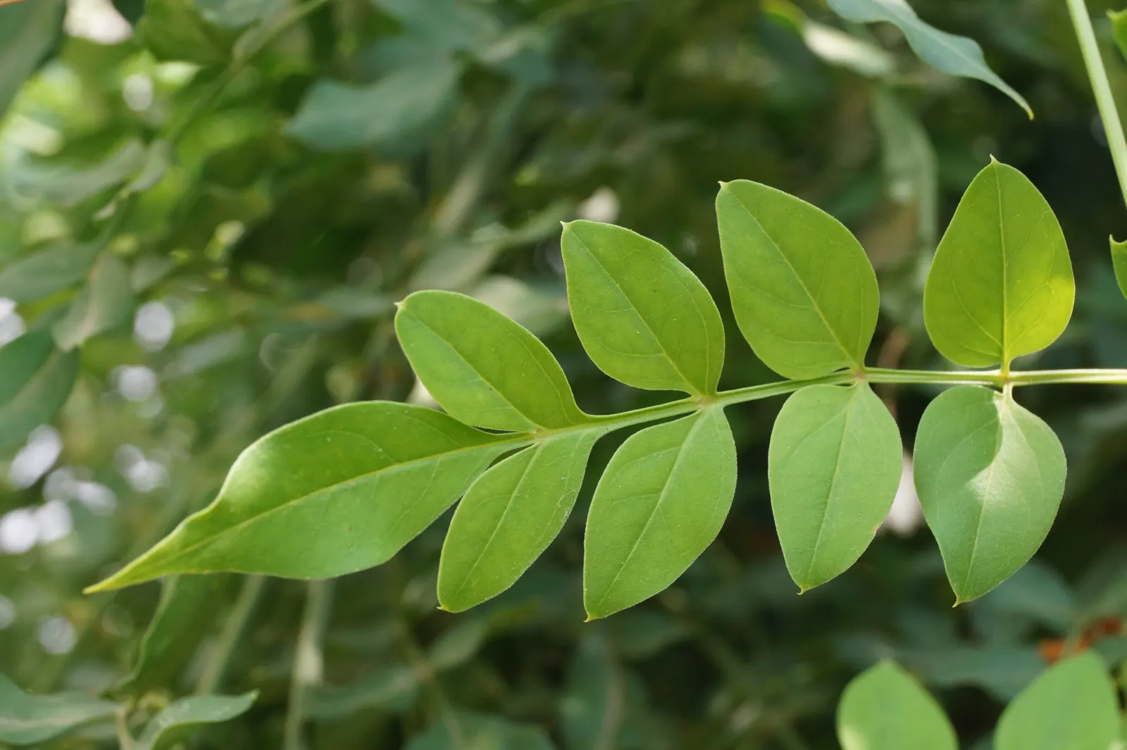 Pink Jasmine (Jasminum Polyanthum) — and offer support structures to optimize its ornamental value and facilitate healthy climbing; emerge to, image 76