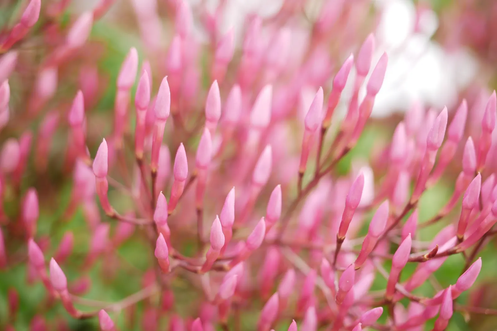 Pink Jasmine (Jasminum Polyanthum) — This evergreen climber originates from China and can reach a mature height of 20 feet with a spread of 7 feet; form
