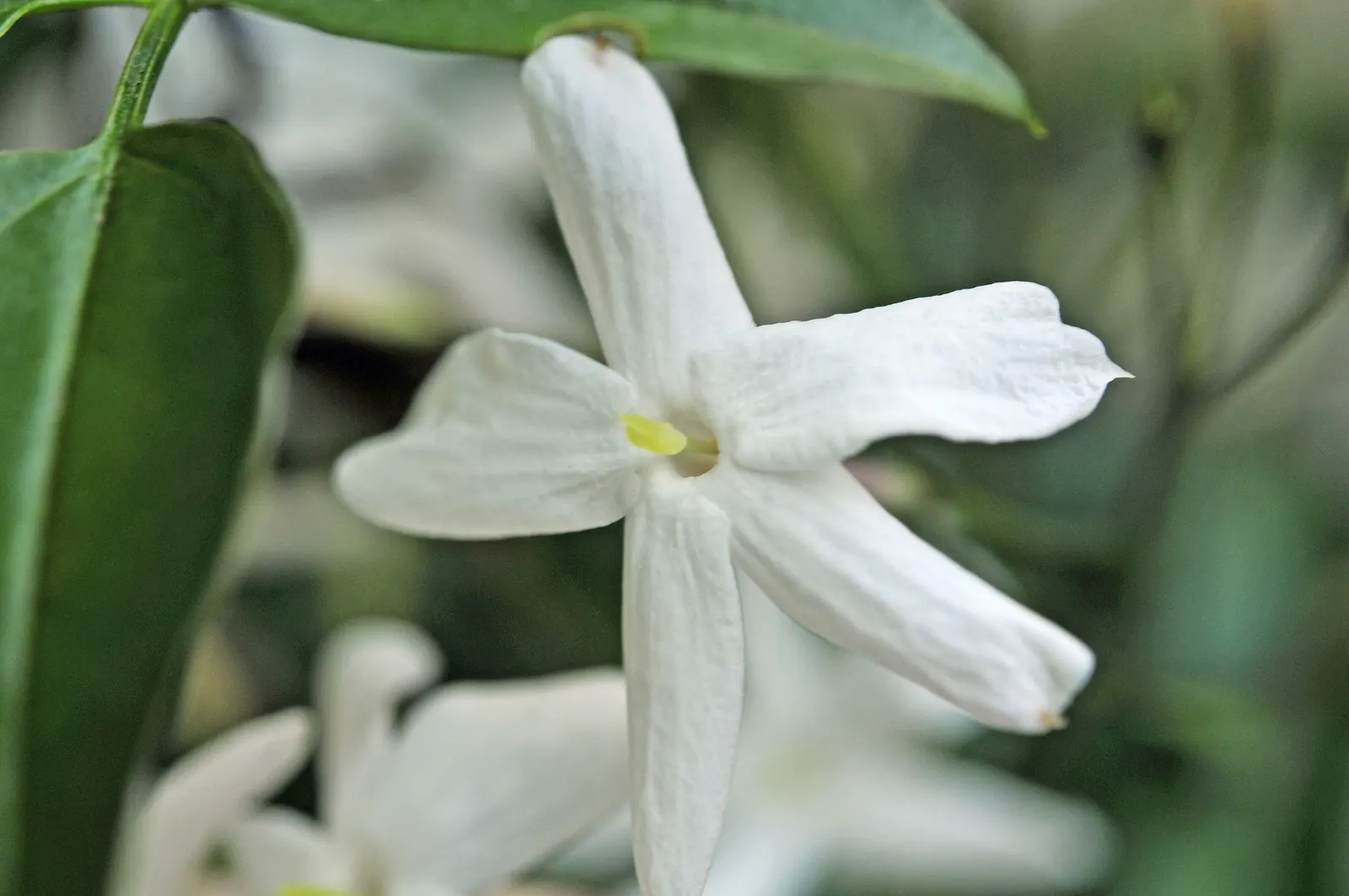 Pink Jasmine (Jasminum Polyanthum) — vine with pink and white blooms; each tubular flower measures up to 1 inch in diameter