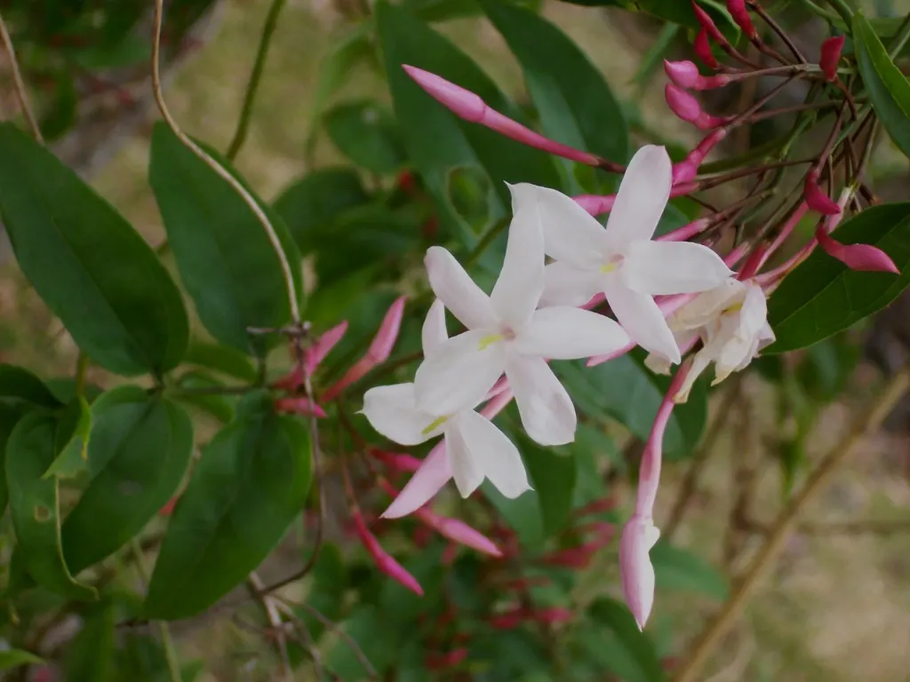 Pink Jasmine (Jasminum Polyanthum) — and offer support structures to optimize its ornamental value and facilitate healthy climbing; emerge to unfurl into