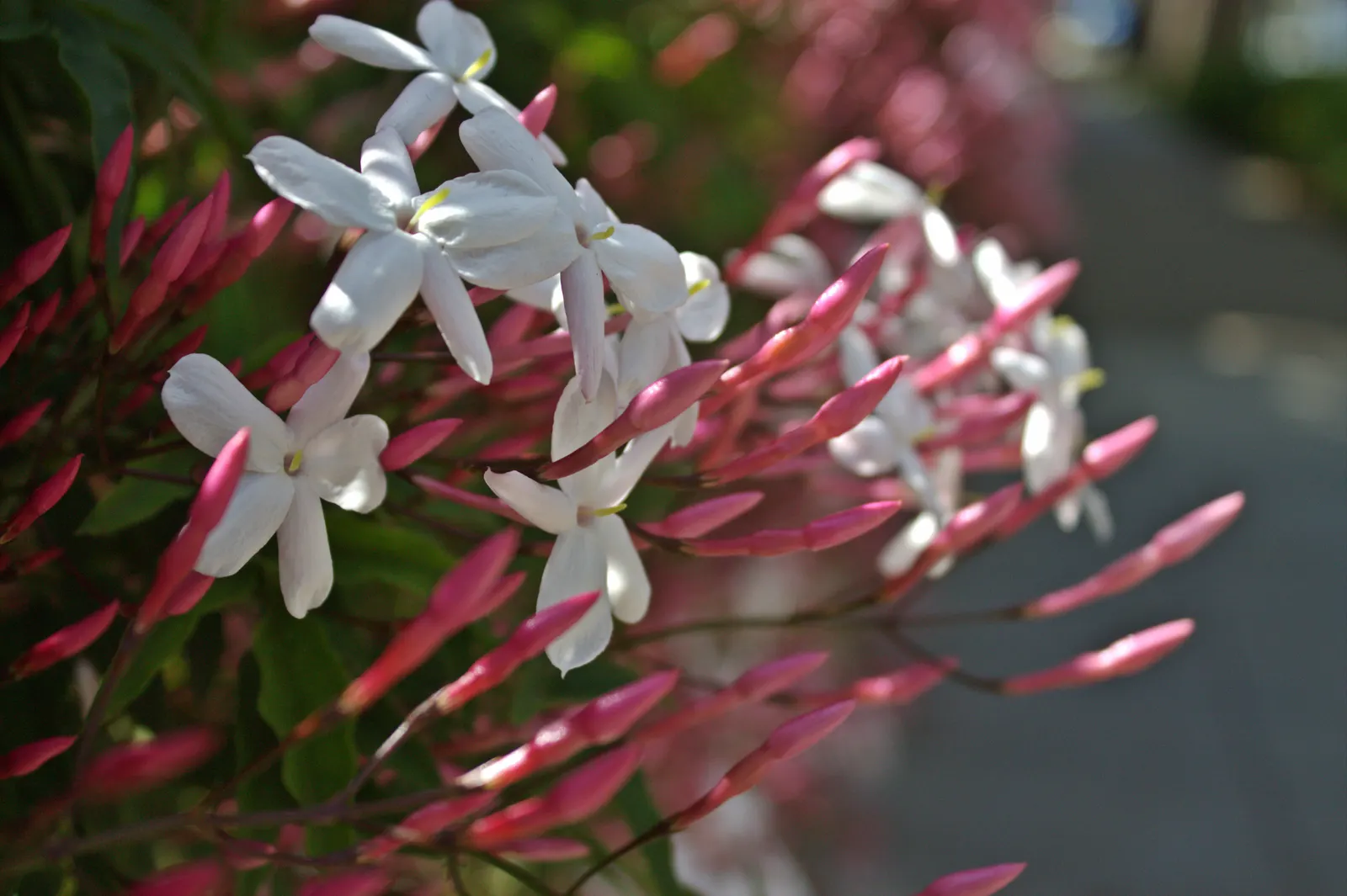 Pink Jasmine (Jasminum Polyanthum) — twining vine cherished for its richly fragrant blooms; vine with pink and white blooms, image 62
