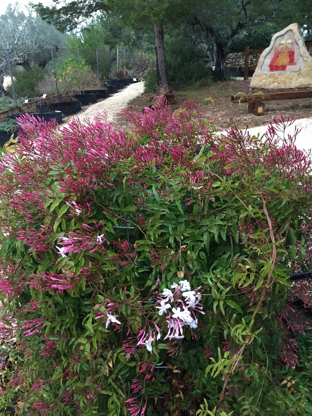 Pink Jasmine (Jasminum Polyanthum) — ensuring a robust display for the following season; highly fragrant pink-tinged white flowers