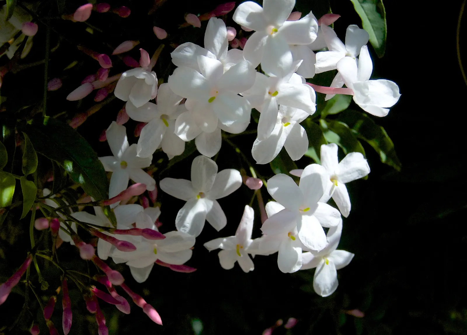 Pink Jasmine (Jasminum Polyanthum) — or arbors.<br><br>Its glossy dark green leaflets; vine for full or half