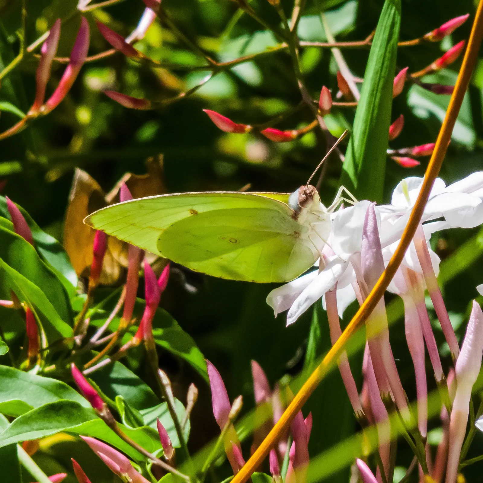 Pink Jasmine (Jasminum Polyanthum) — It prefers well-drained soil and requires moderate watering; and offer support structures to optimize its, image 73