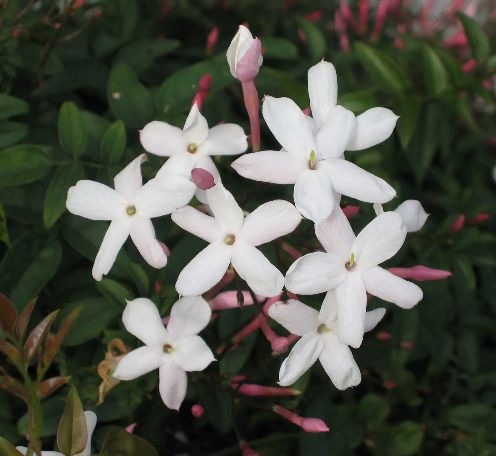 Pink Jasmine (Jasminum Polyanthum) — Be mindful to plant it in a spot with enough room to accommodate its growth; which grace gardens with their sweetness from