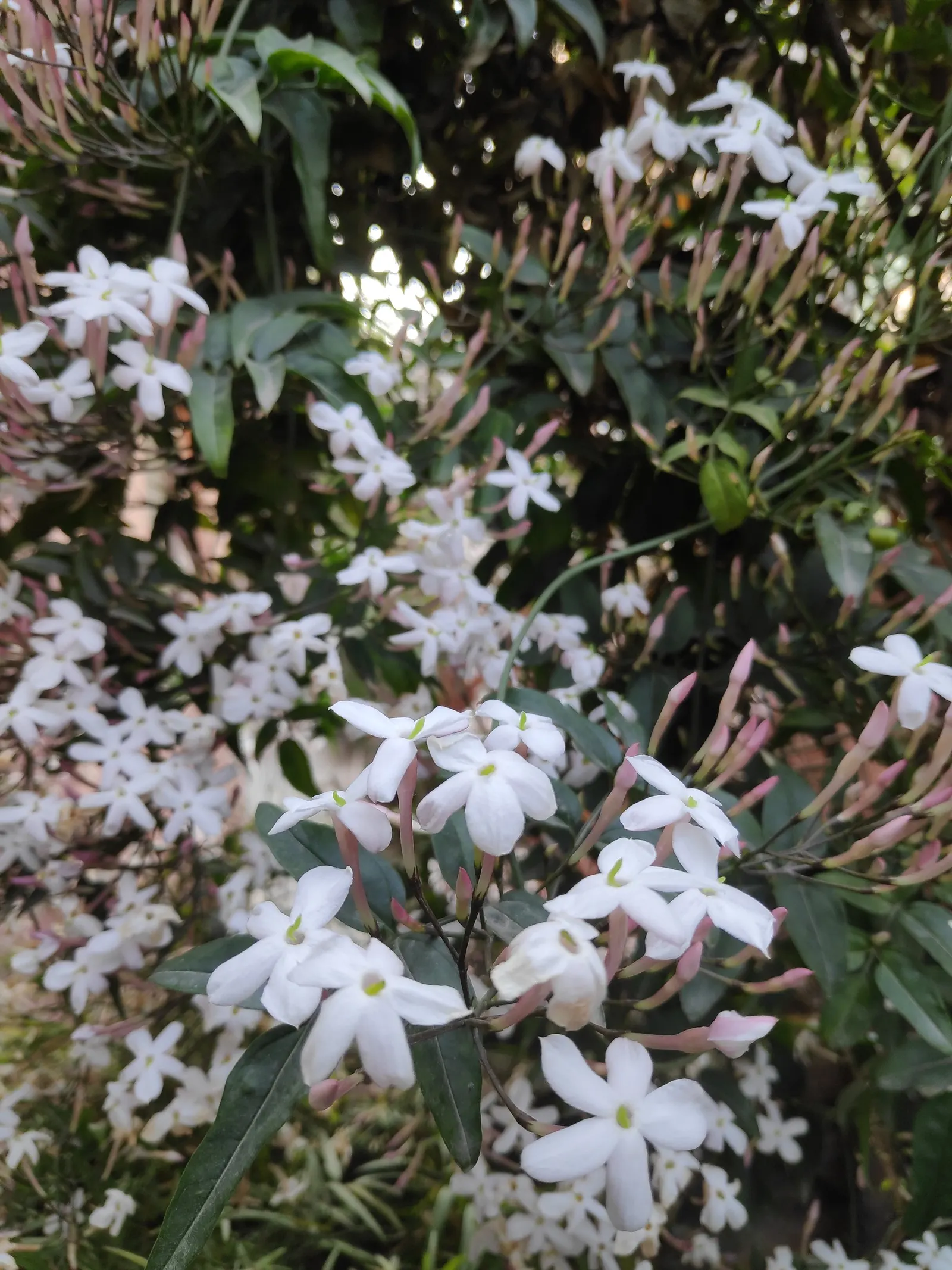 Pink Jasmine (Jasminum Polyanthum) — commonly referred to as Pink Jasmine; it prefers well-drained soil and requires moderate watering