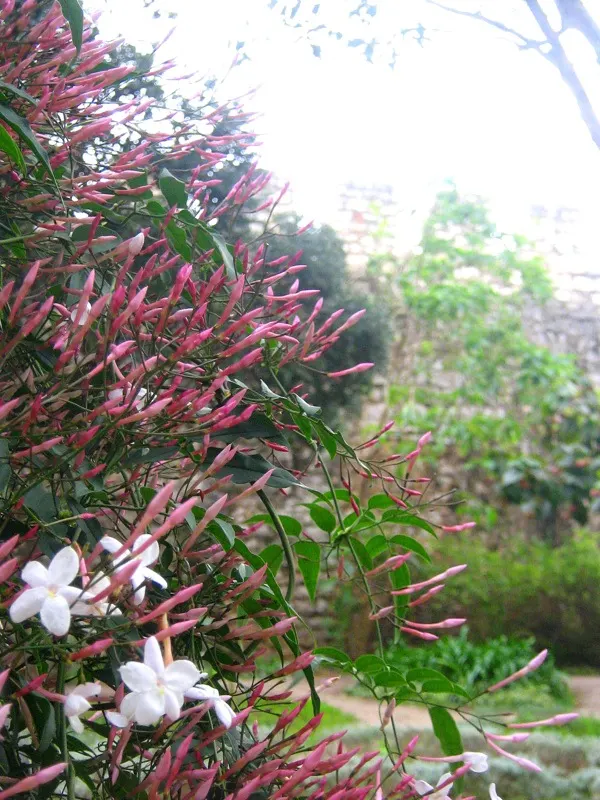 Pink Jasmine (Jasminum Polyanthum) — form pinnate leaves that provide a lush backdrop year-round; commonly referred to as Pink Jasmine, image 67