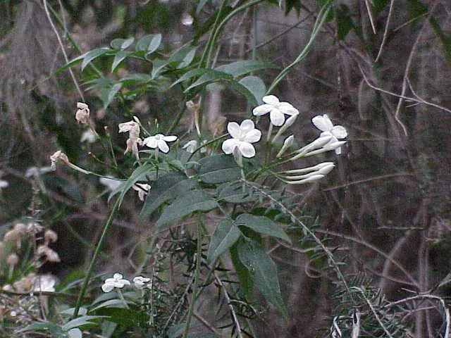 Pink Jasmine (Jasminum Polyanthum) — It prefers well-drained soil and requires moderate watering; and offer support structures to optimize its ornamental value