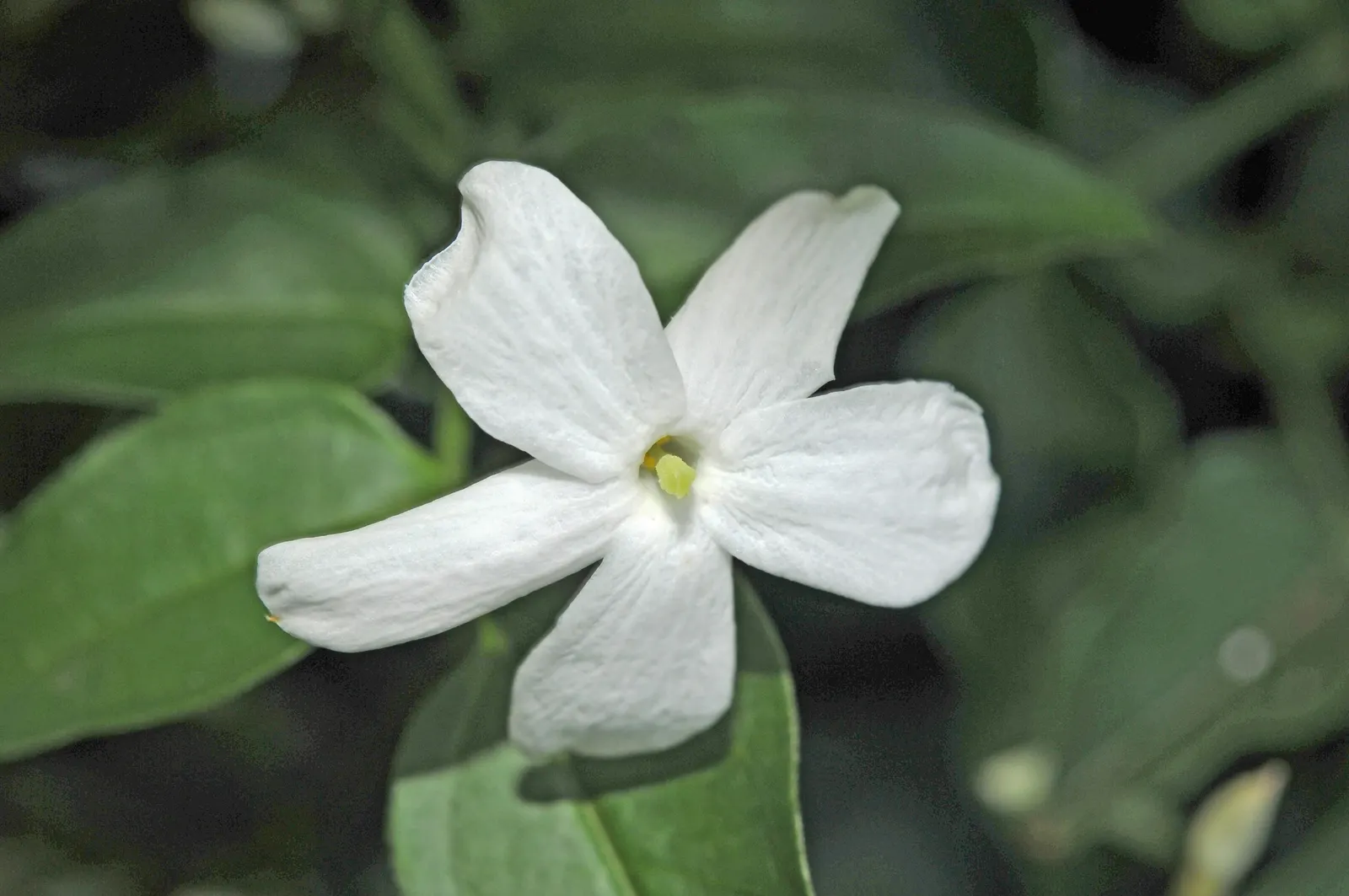 Pink Jasmine (Jasminum Polyanthum) — vine for full or half; ensuring a robust display for the following season