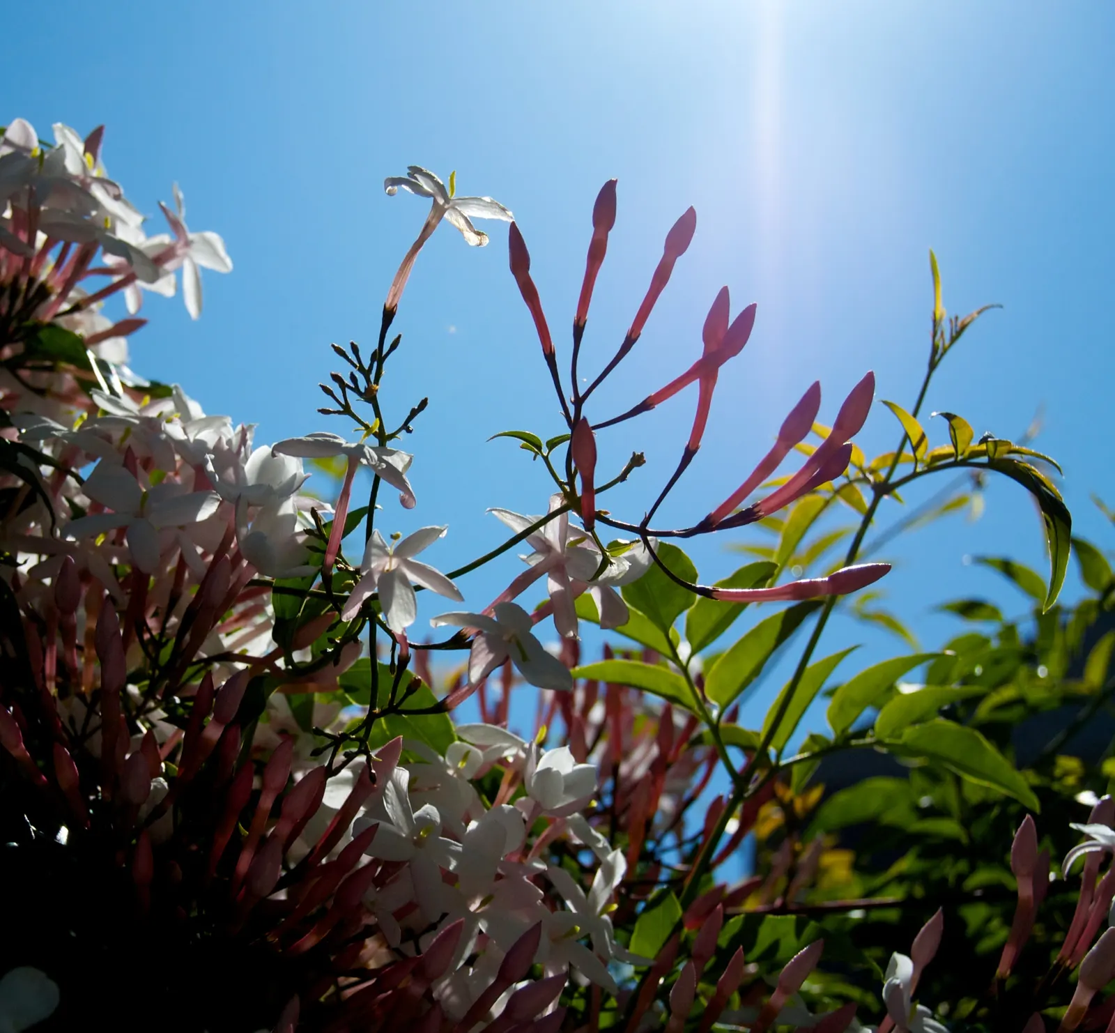 Pink Jasmine (Jasminum Polyanthum) — pinnate leaves and striking; making it an ideal choice for vertical spaces in need of greening - whether on, image 56