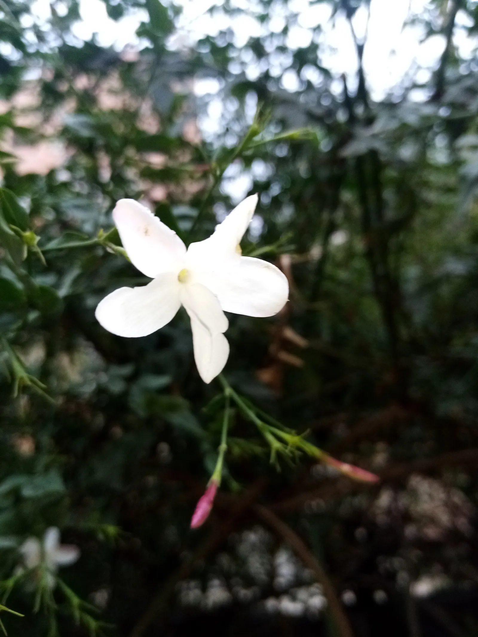 Pink Jasmine (Jasminum Polyanthum) — emerge to unfurl into starry white blossoms; twining evergreen vine prized for its lush, image 70