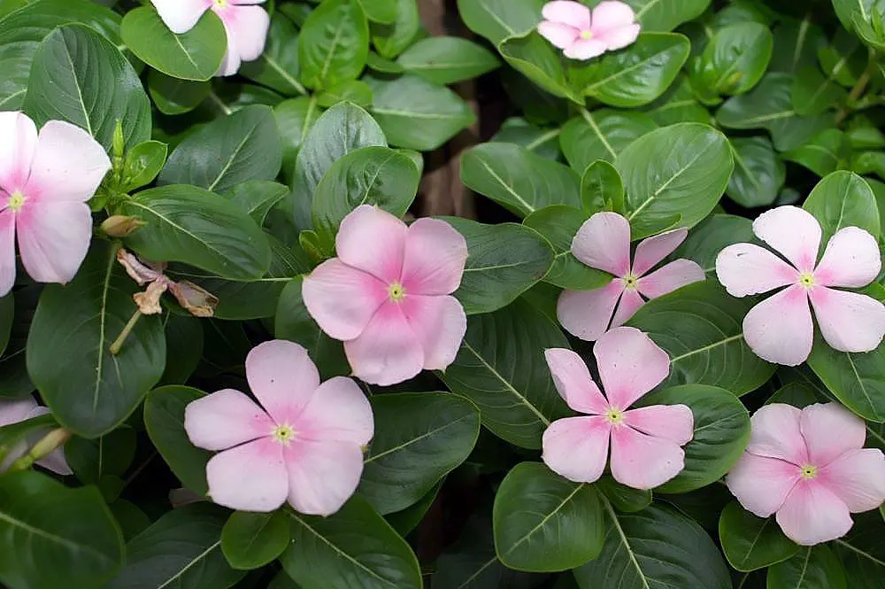 Pink Jasmine (Jasminum Polyanthum) — But the real show begins when the flower buds, image 68