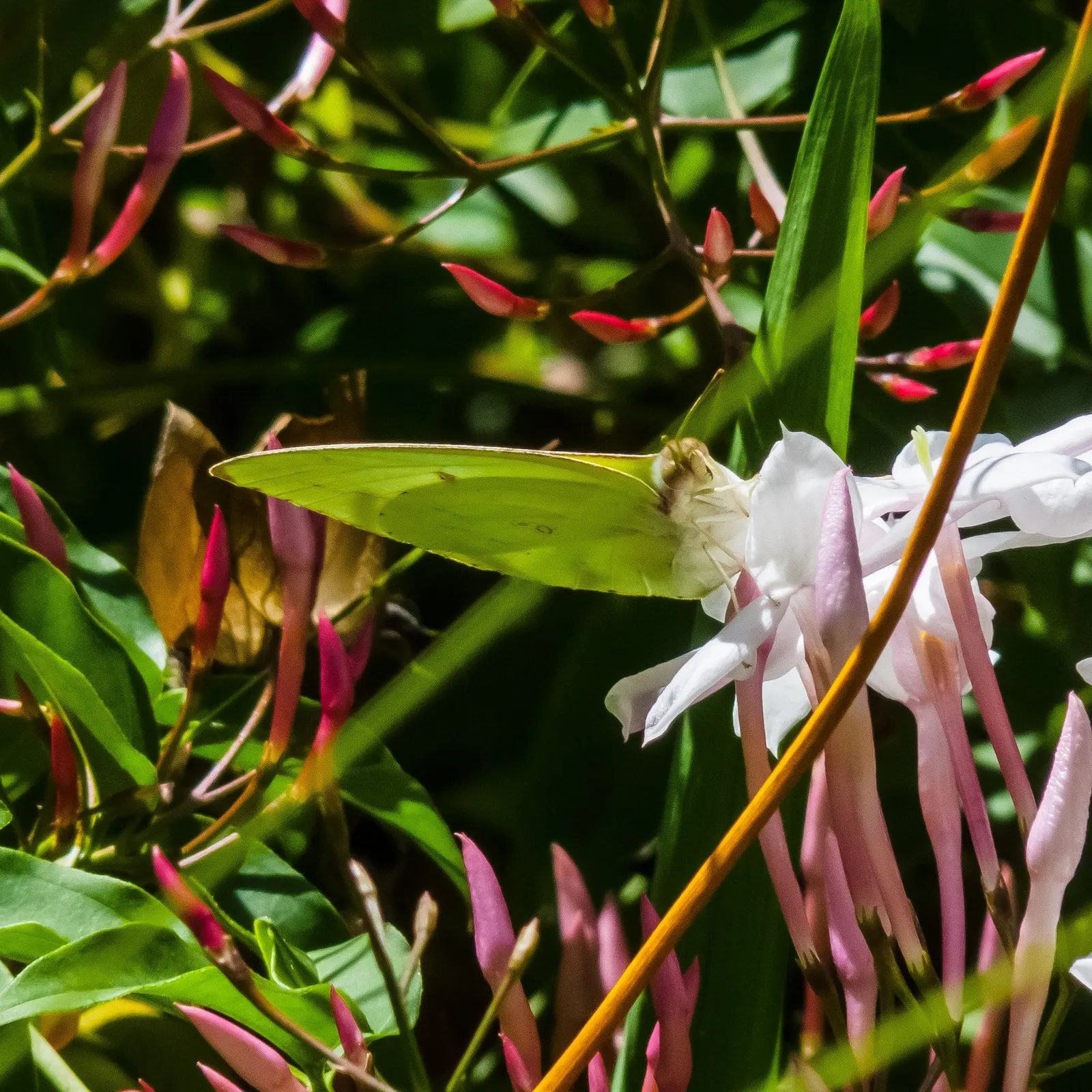 Pink Jasmine (Jasminum Polyanthum) — ensuring a robust display for the following season; highly fragrant pink-tinged white flowers, image 78