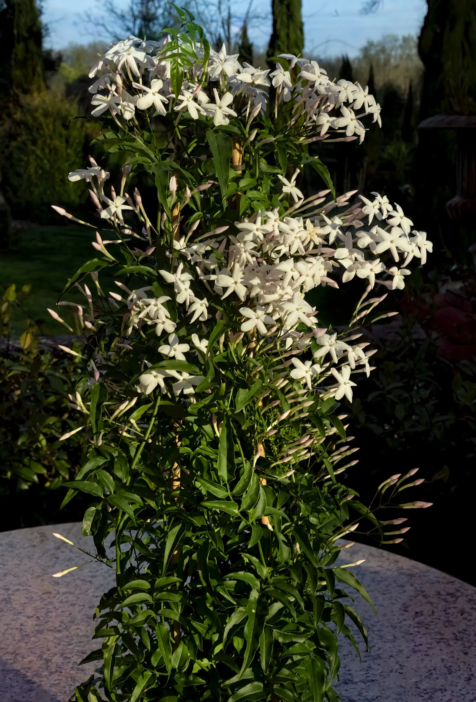 Pink Jasmine (Jasminum Polyanthum) — It thrives in USDA zones 8-11, prefers full sun to partial shade, and requires well-drained soil; pink and, image 58