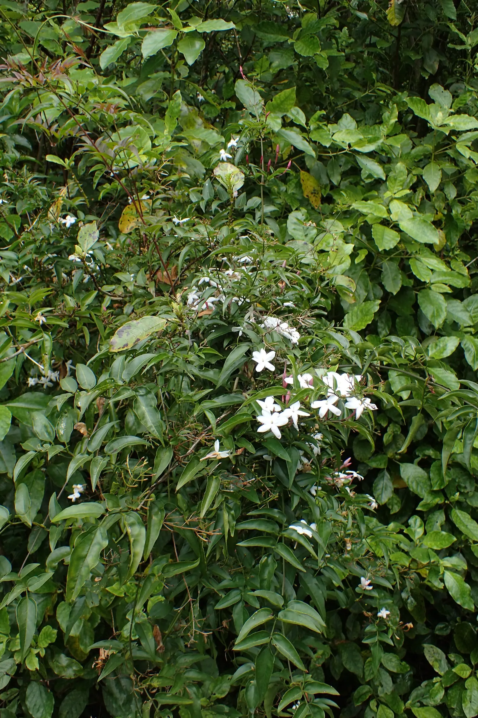 Pink Jasmine (Jasminum Polyanthum) — It thrives in USDA zones 8-11, prefers full sun to partial shade, and requires well-drained soil; pink and white flowers