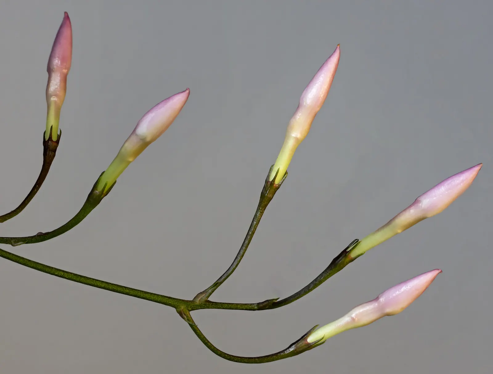 Pink Jasmine (Jasminum Polyanthum) — pink and white flowers in the garden; this evergreen climber originates from China and can reach a mature height of 20