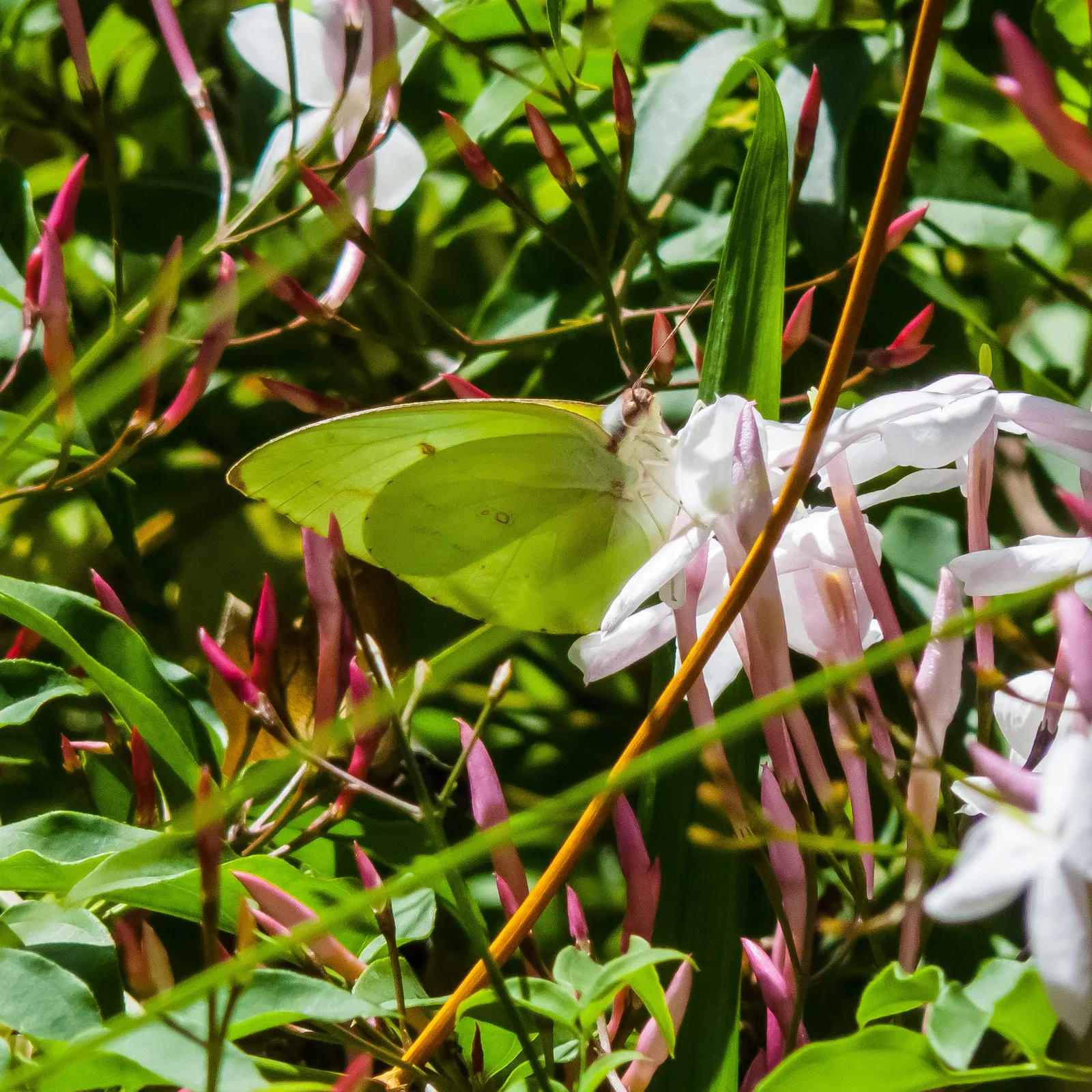 Pink Jasmine (Jasminum Polyanthum) — Regular pruning after flowering helps maintain its shape and promote vigorous growth, image 77
