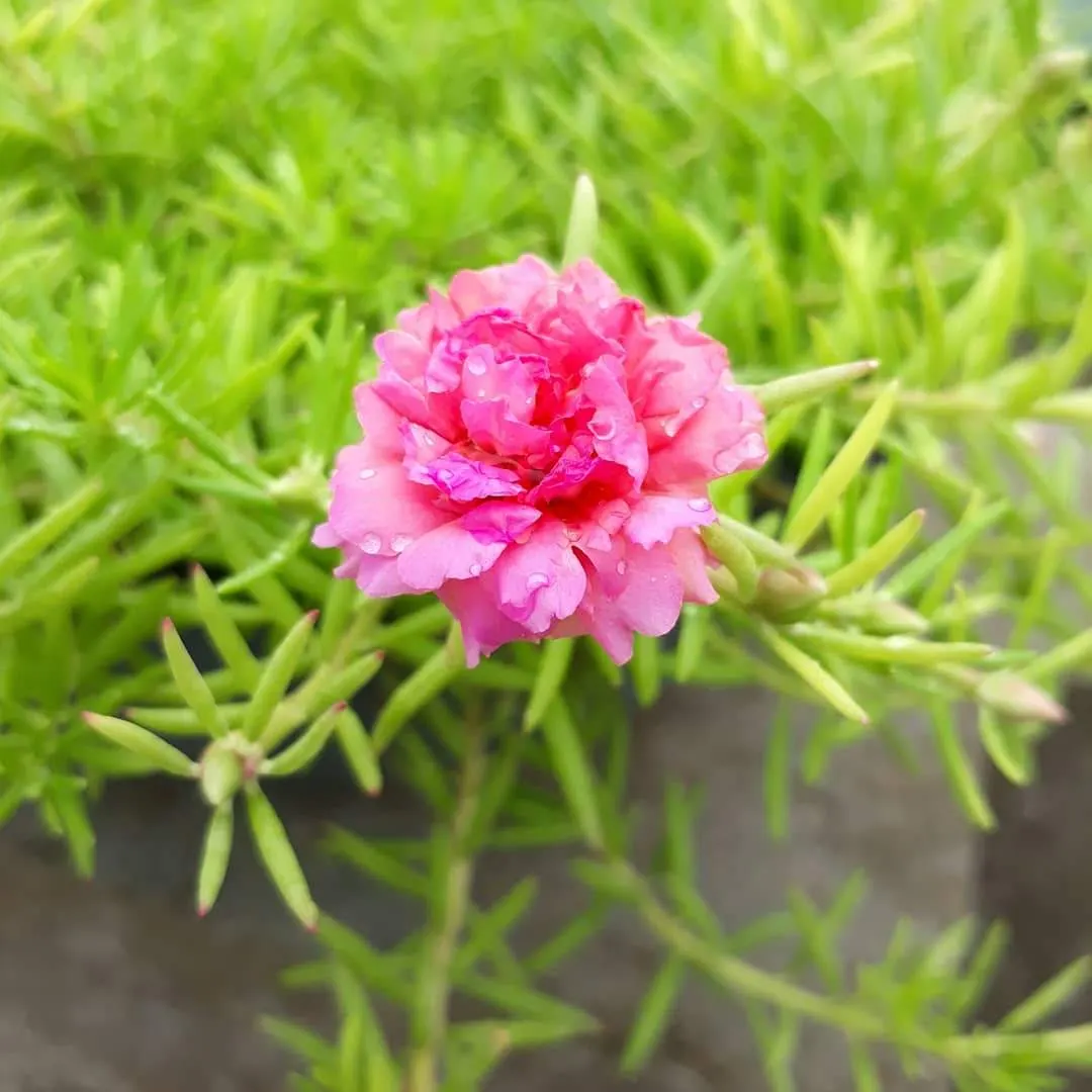 Pink Jasmine (Jasminum Polyanthum) — which grace gardens with their sweetness from late winter to spring; blooms emerge in late winter to early, image 63
