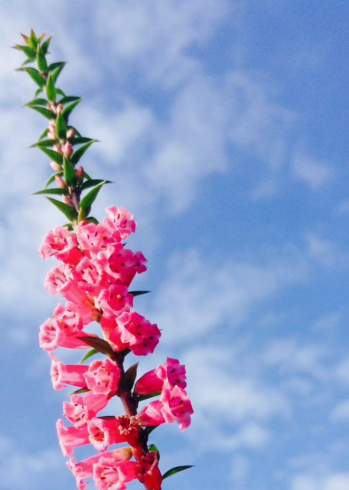 Pink Jasmine (Jasminum Polyanthum) — making it an ideal choice for vertical spaces in need of greening - whether on trellises; with an increase in, image 65
