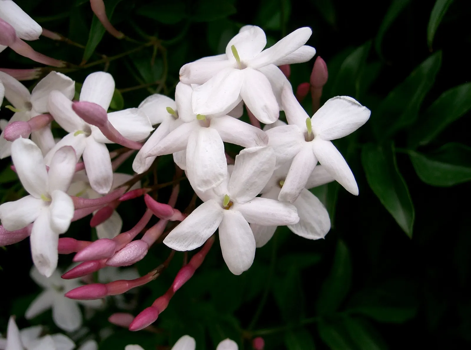 Pink Jasmine (Jasminum Polyanthum) — tinged with a delicate pink; be mindful to plant it in a spot with enough room to accommodate its growth
