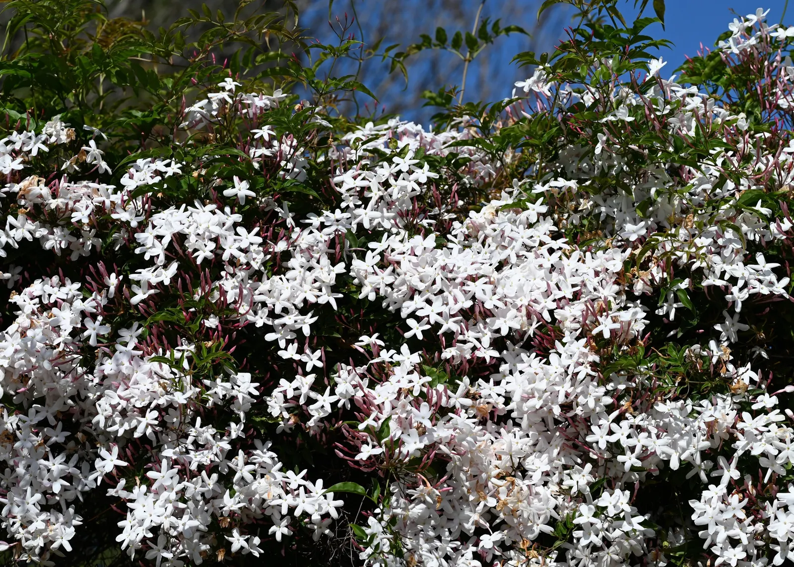 Pink Jasmine (Jasminum Polyanthum) — pinnate leaves and striking; making it an ideal choice for vertical spaces in need of greening - whether on trellises
