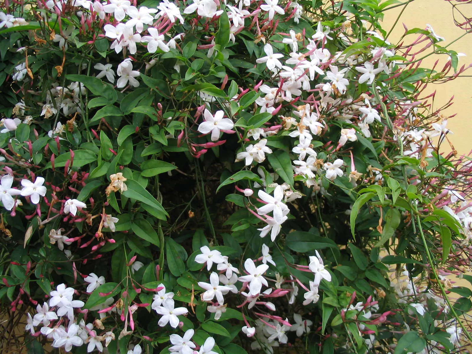 Pink Jasmine (Jasminum Polyanthum) — or arbors.<br><br>Its glossy dark green leaflets; vine for full or half, image 66