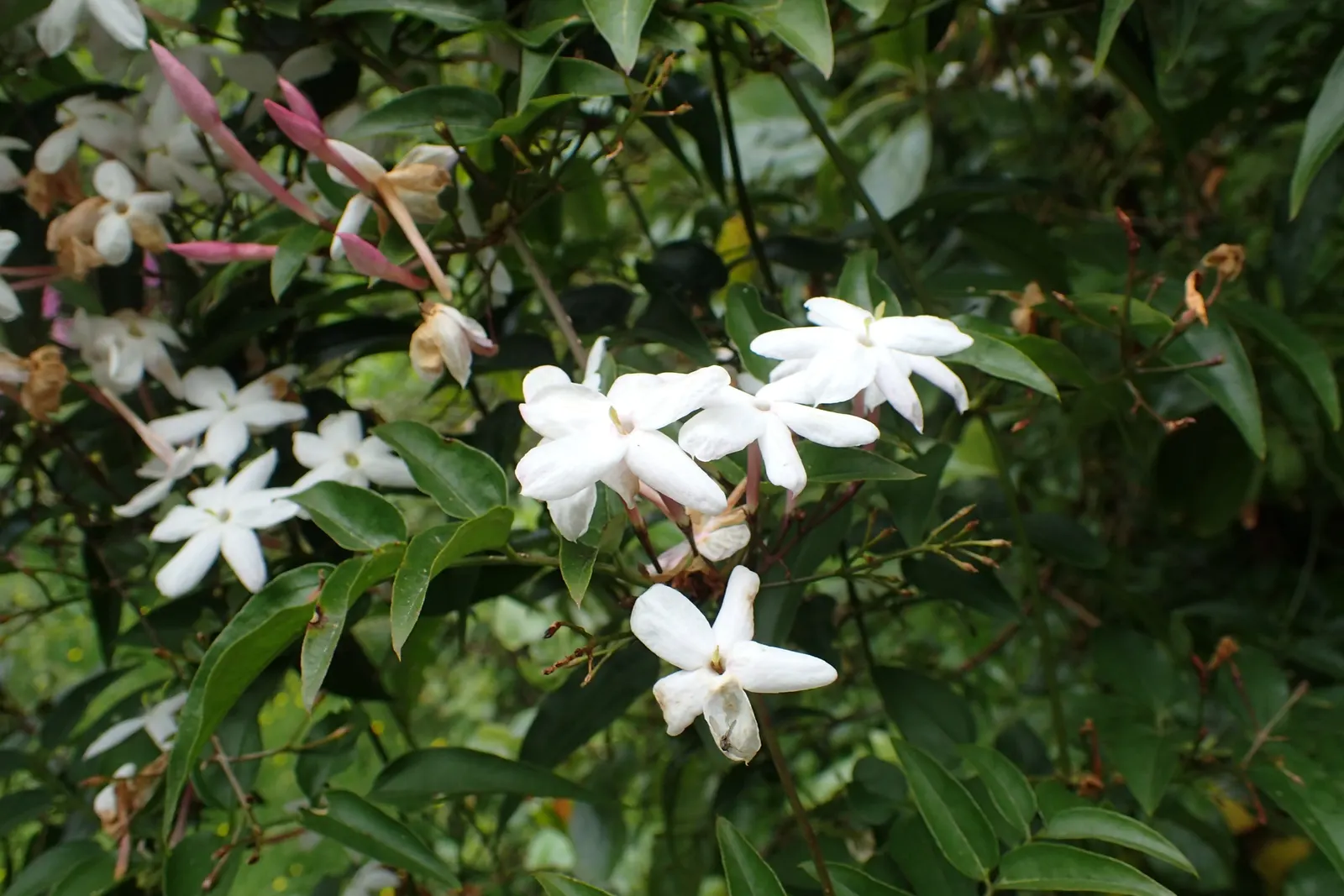 Pink Jasmine (Jasminum Polyanthum) — making it an ideal choice for vertical spaces in need of greening - whether on trellises; with an increase in hydration