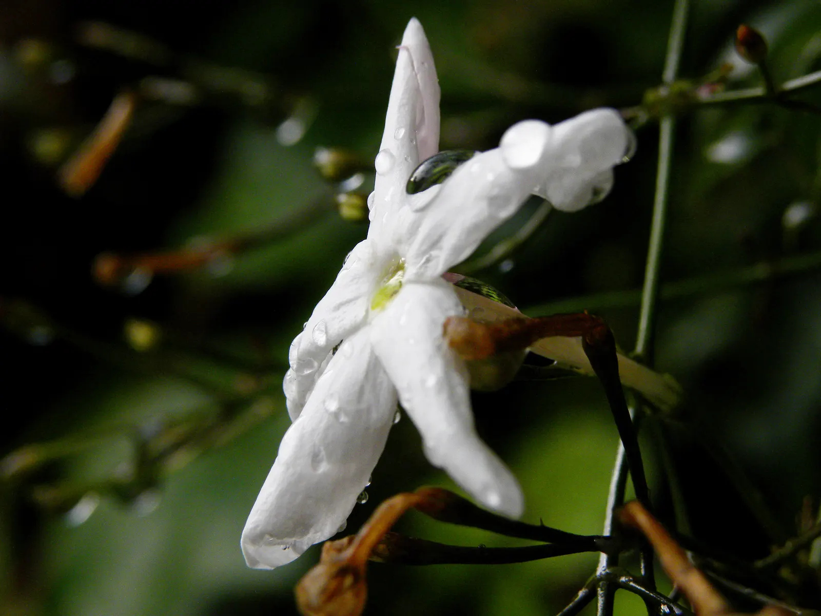 Pink Jasmine (Jasminum Polyanthum) — But the real show begins when the flower buds, image 41