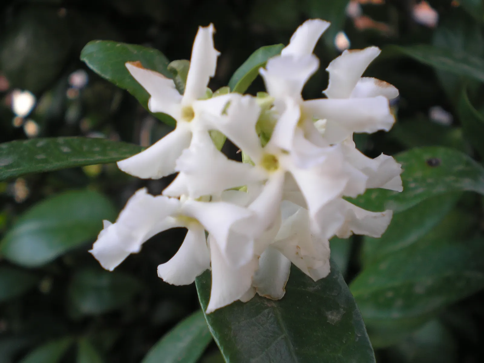 Pink Jasmine (Jasminum Polyanthum) — Each tubular flower measures up to 1 inch in diameter; twining vine cherished for its richly fragrant blooms