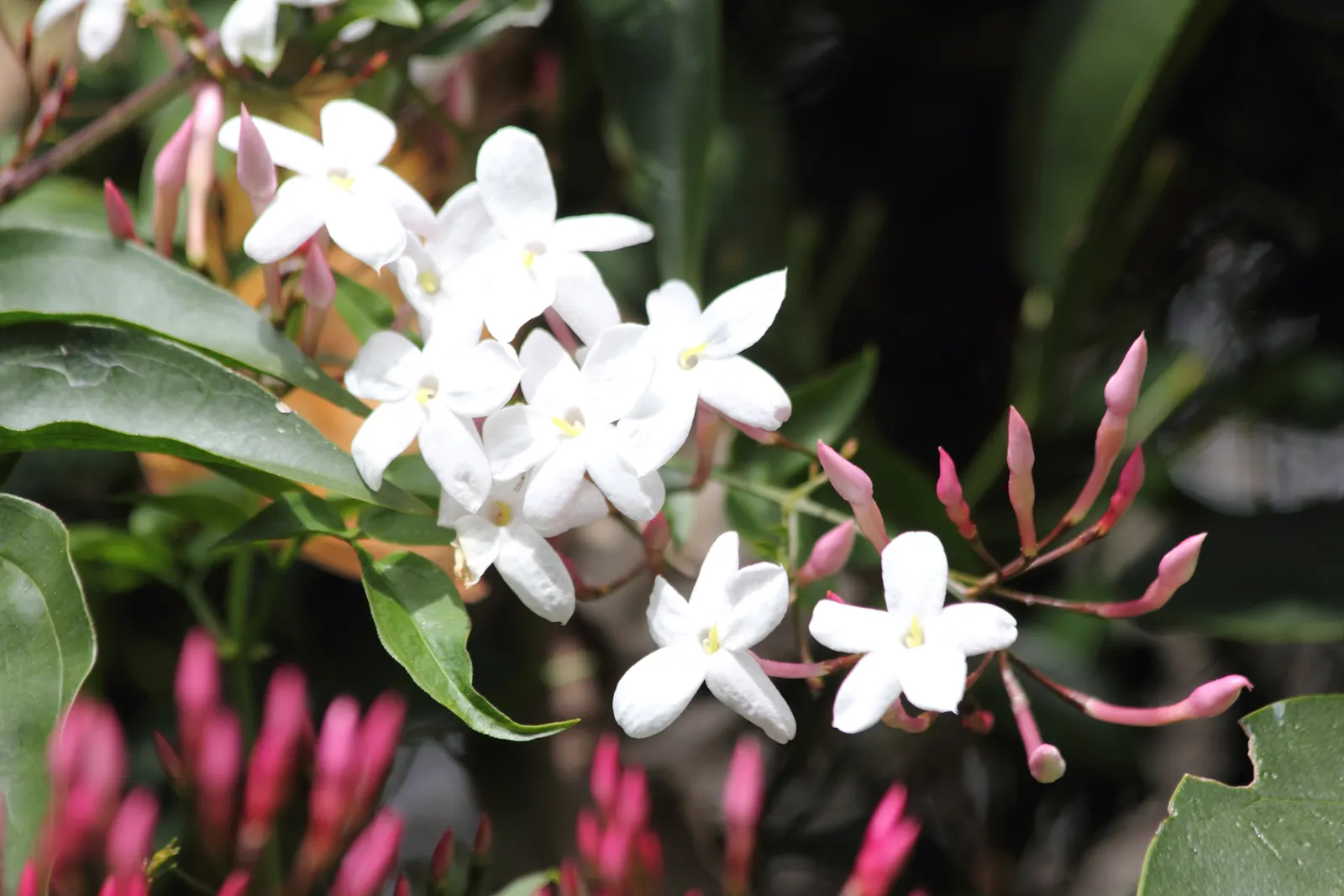 Pink Jasmine (Jasminum Polyanthum) — tinged with a delicate pink; be mindful to plant it in a spot with enough room to accommodate its growth, image 69