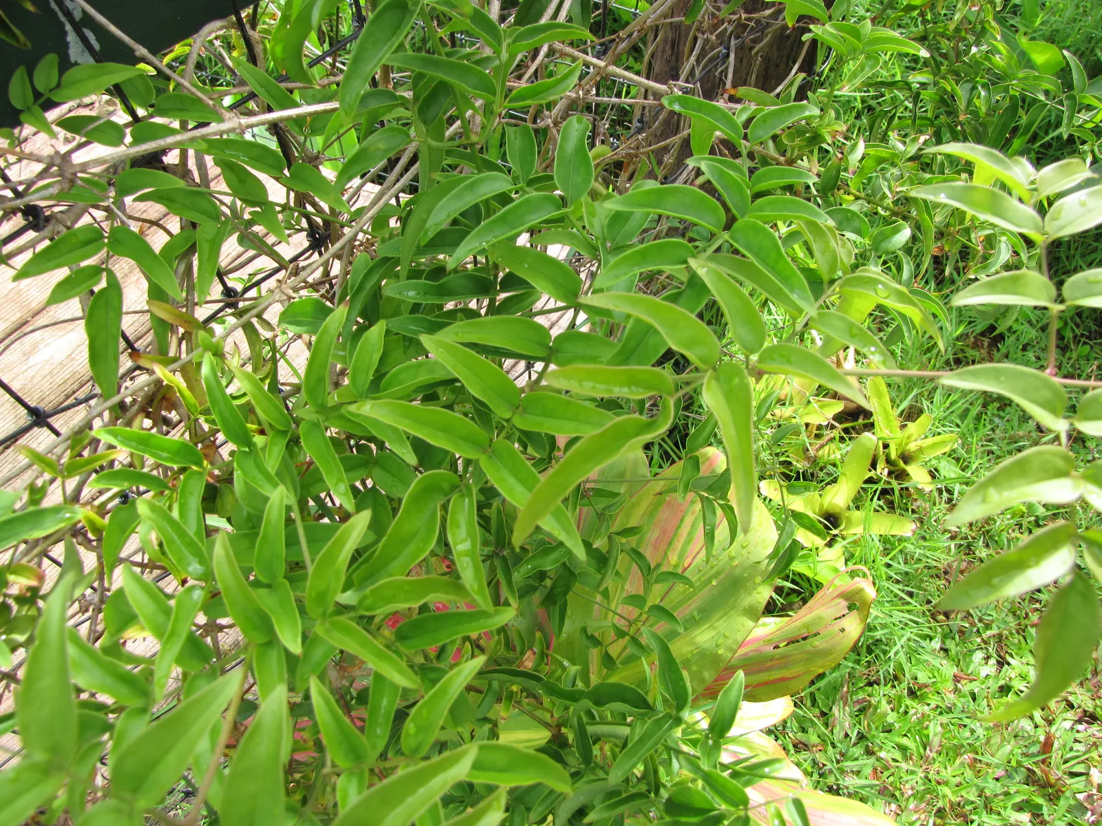 Pink Jasmine (Jasminum Polyanthum) — vine with pink and white blooms