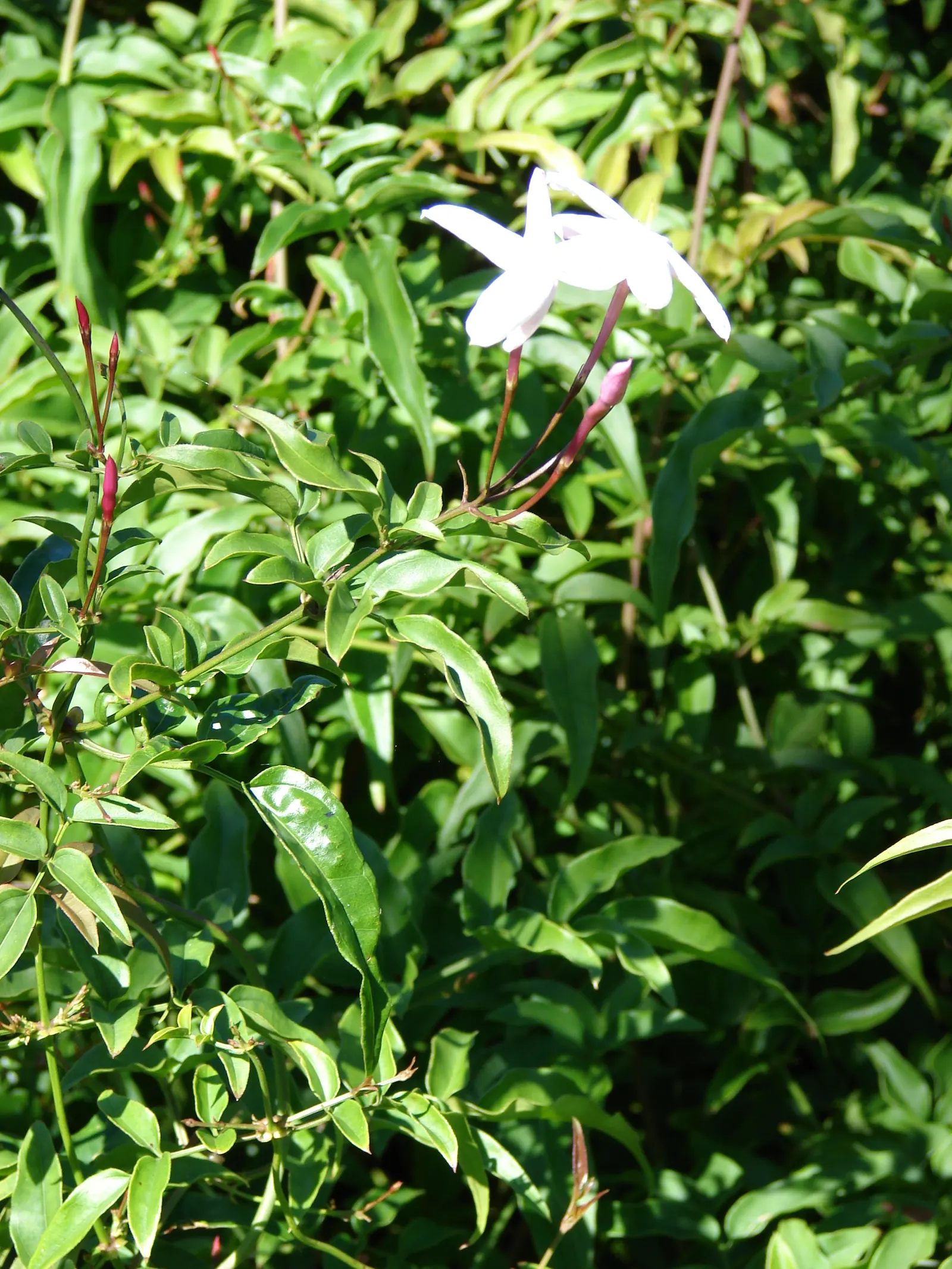 Pink Jasmine (Jasminum Polyanthum) — It prefers well-drained soil and requires moderate watering