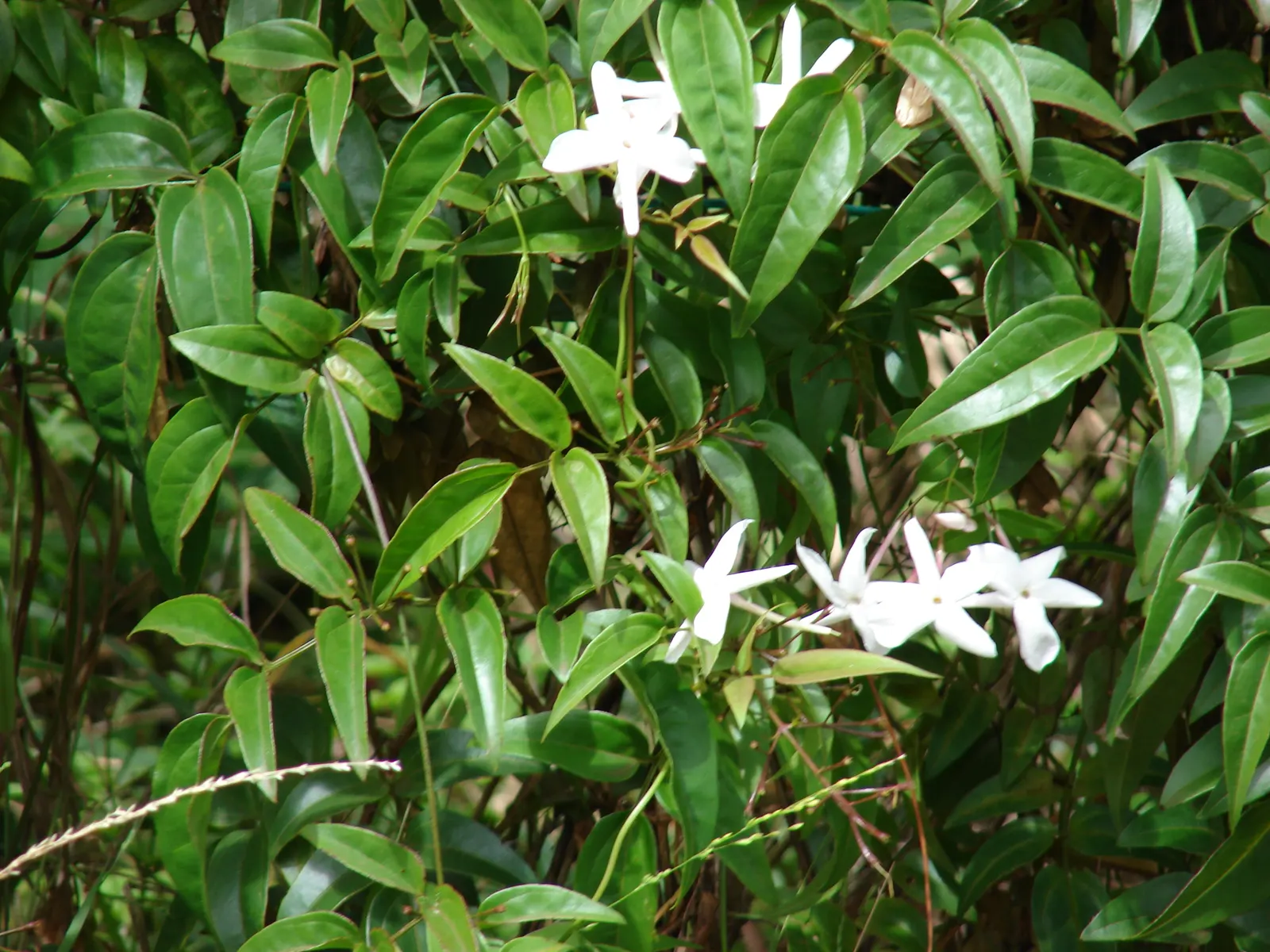 Pink Jasmine (Jasminum Polyanthum) — pink and white flowers in the garden